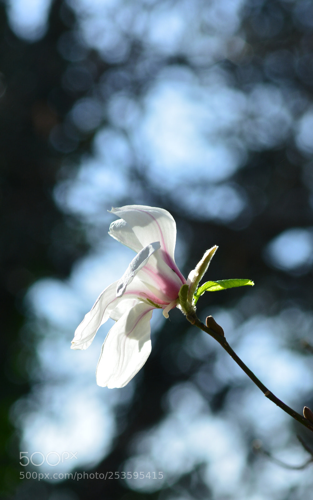 Nikon D5200 sample photo. Blue sky photography