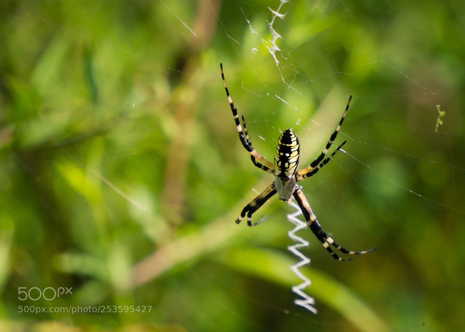 Sony a6000 sample photo. Full size photography