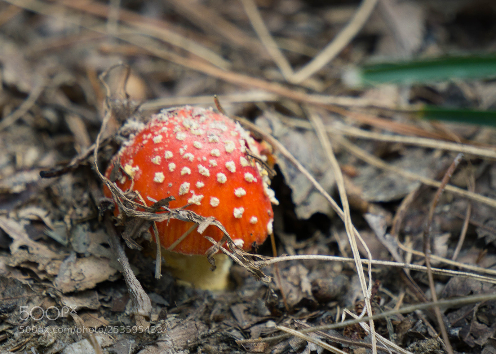 Sony a6000 sample photo. Full size photography