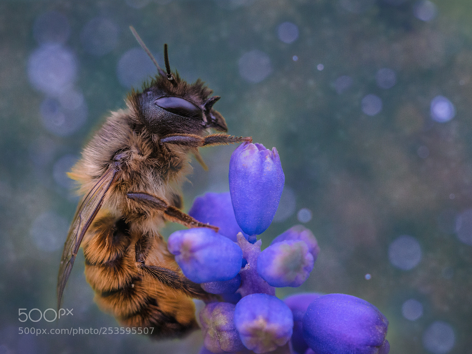 Sony a7R II sample photo. Macro bee photography