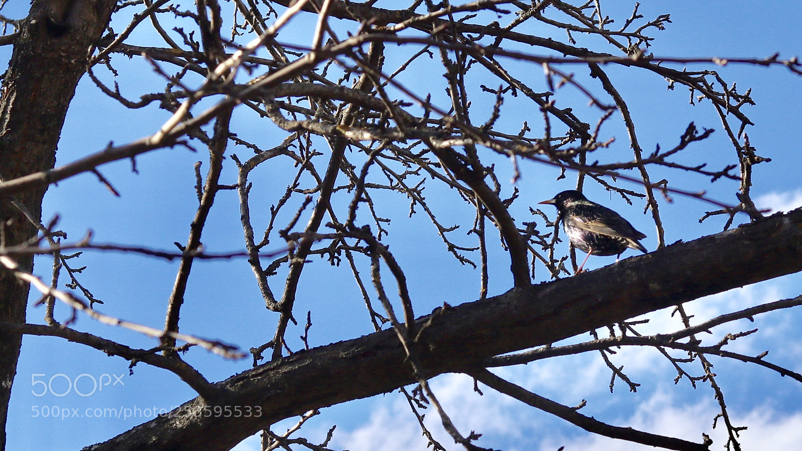 Canon EOS M6 sample photo. Starling  photography