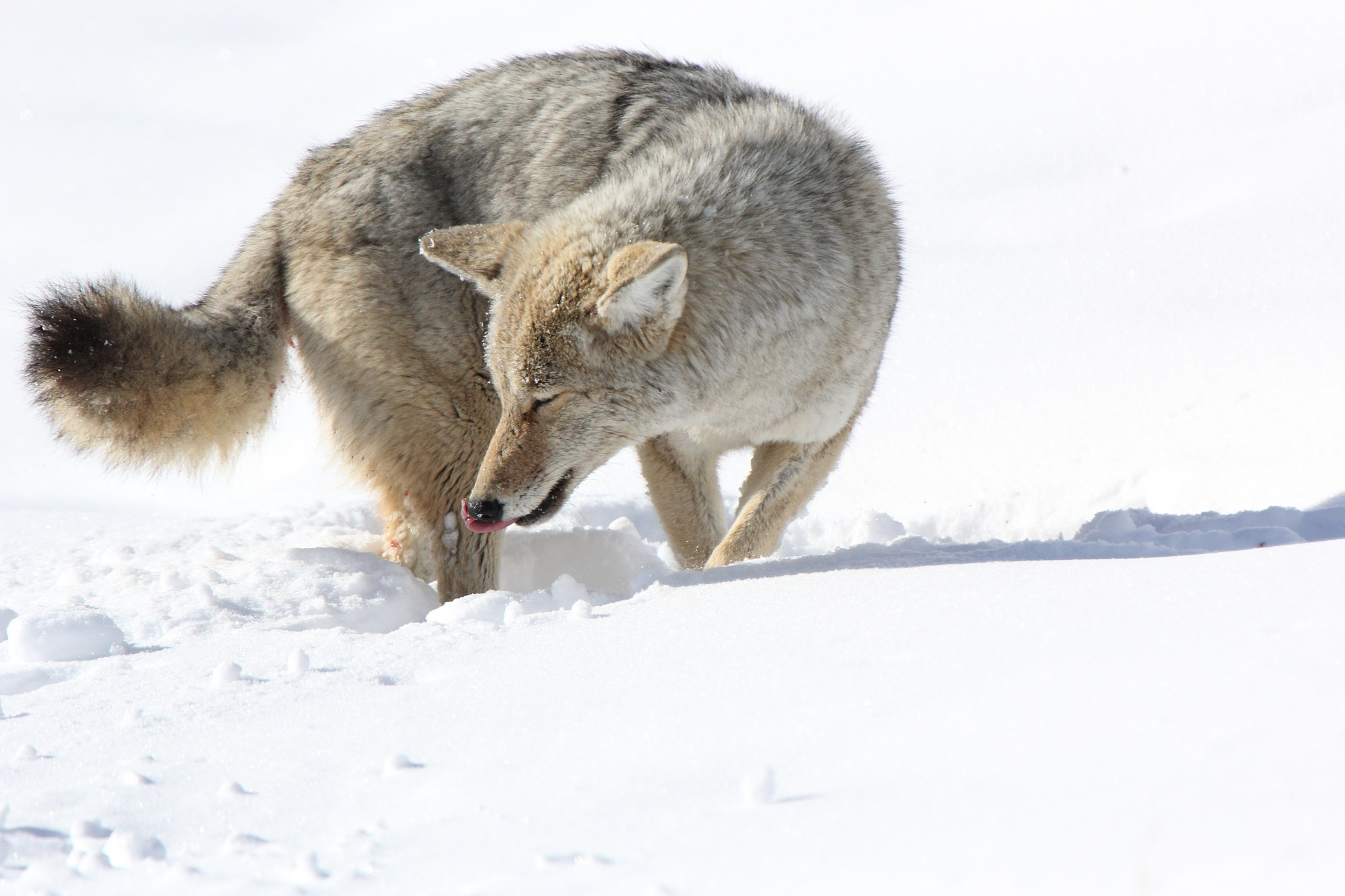 Canon EF 300mm F2.8L IS II USM sample photo. Coyote photography