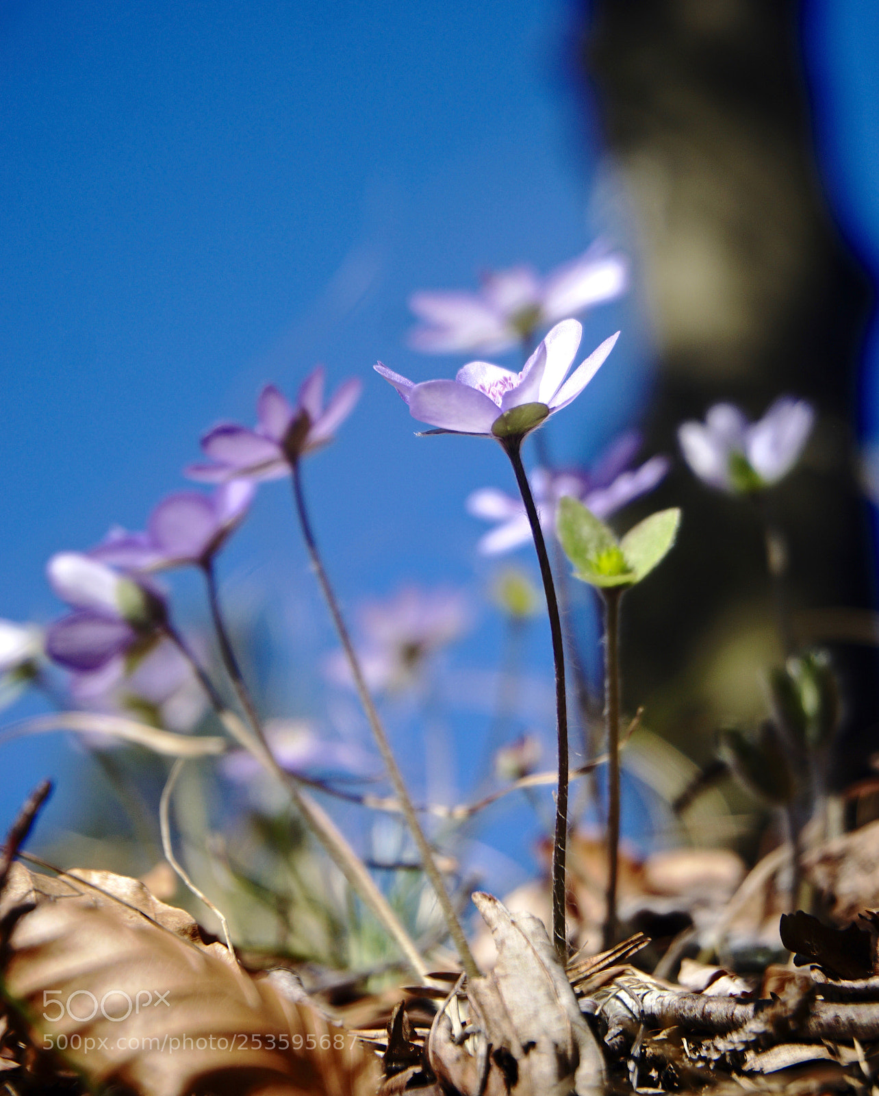 Sony a6000 sample photo. In bloom photography
