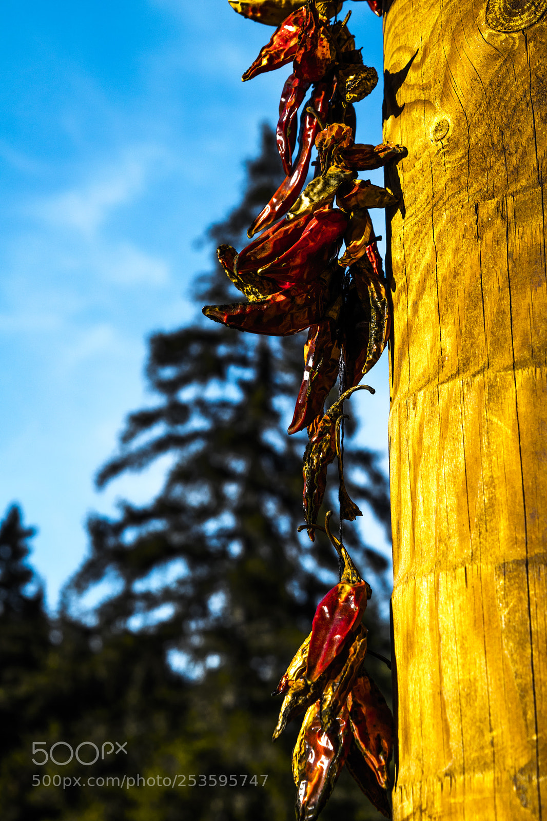 Nikon D5300 sample photo. Piperki photography