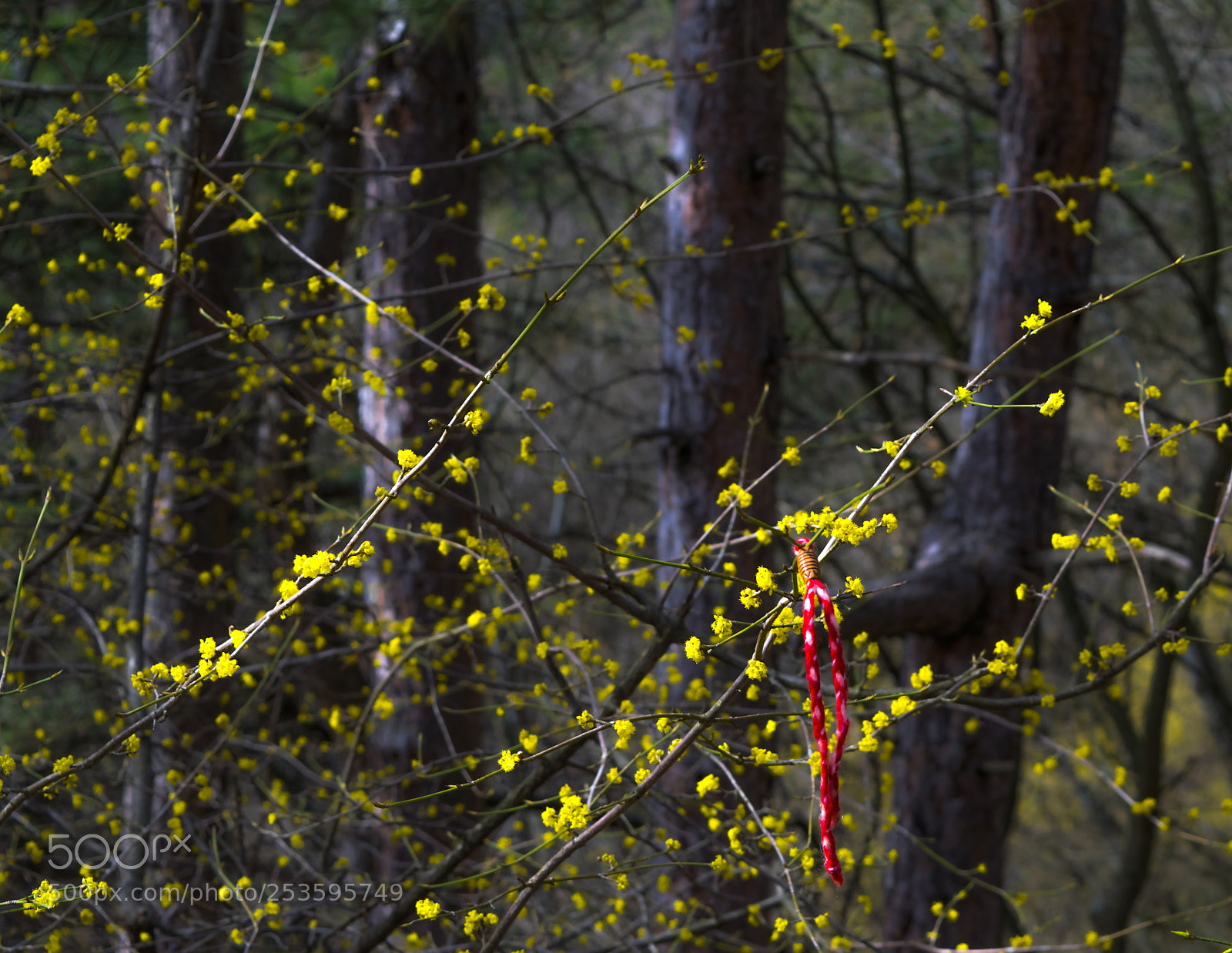 Nikon D5300 sample photo. Bb march photography