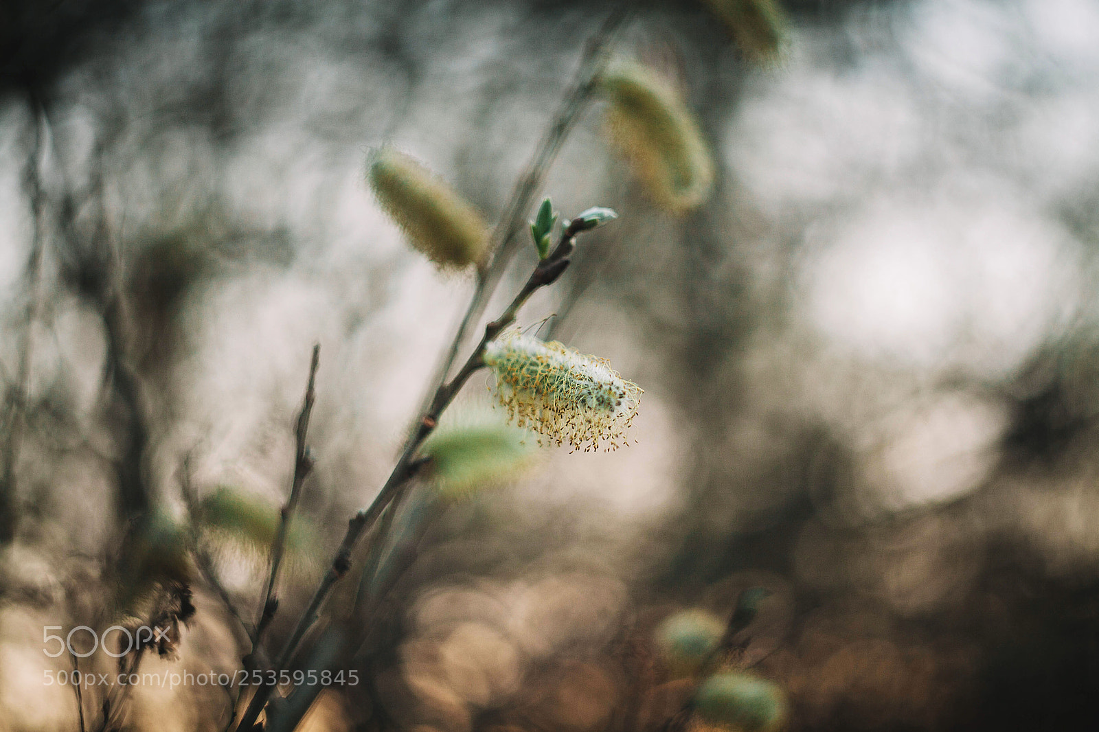 Canon EOS 5D Mark II sample photo. Untitled photography