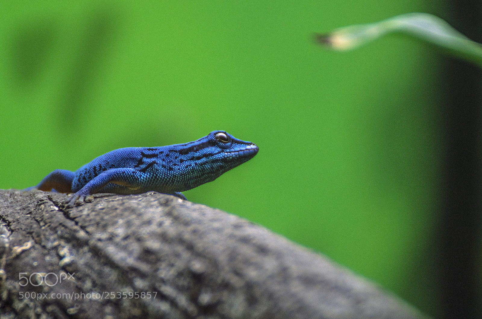 Nikon D610 sample photo. Blue gekko photography