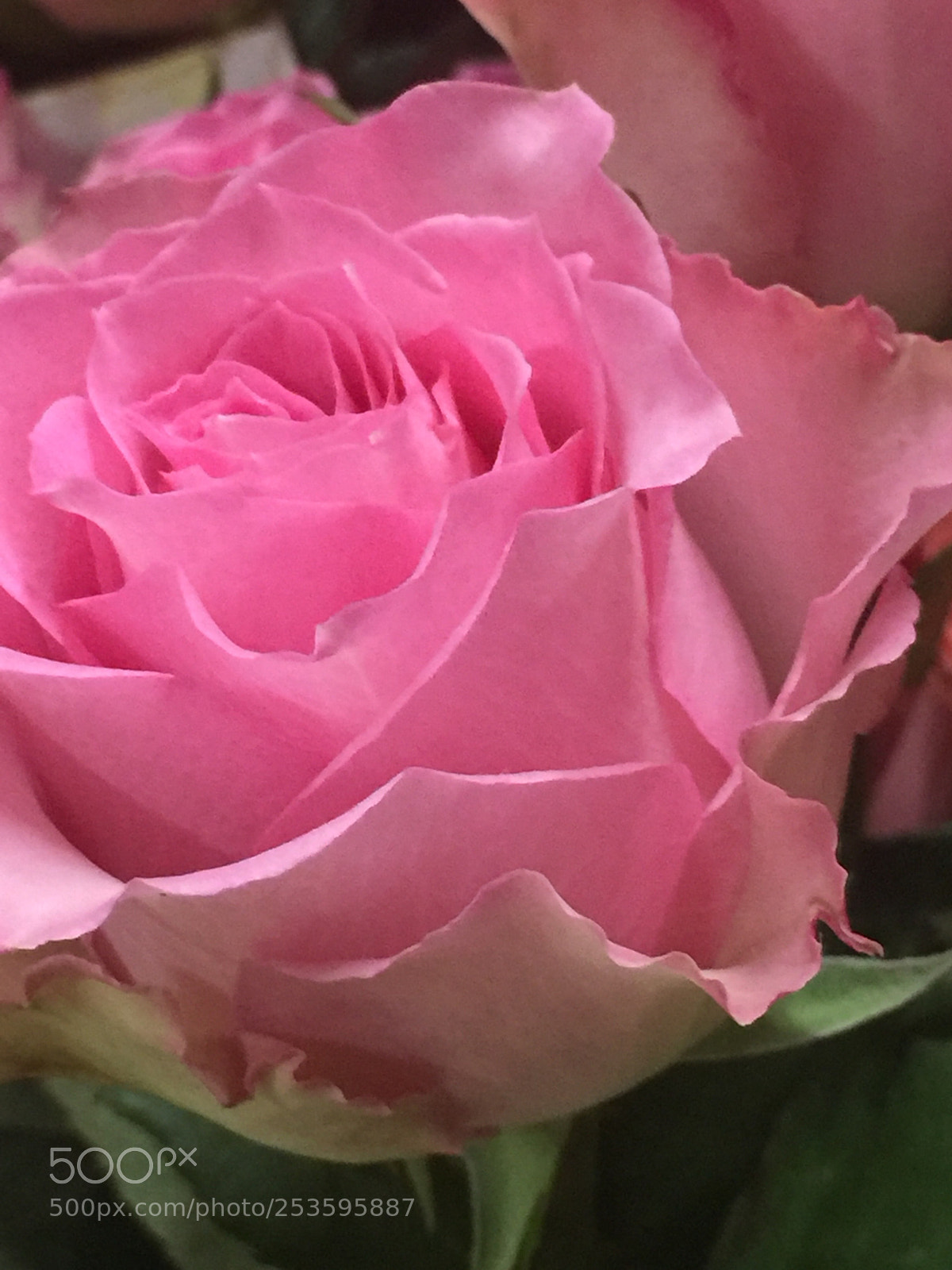 Apple iPhone 6 Plus sample photo. Today’s flower ?  photography