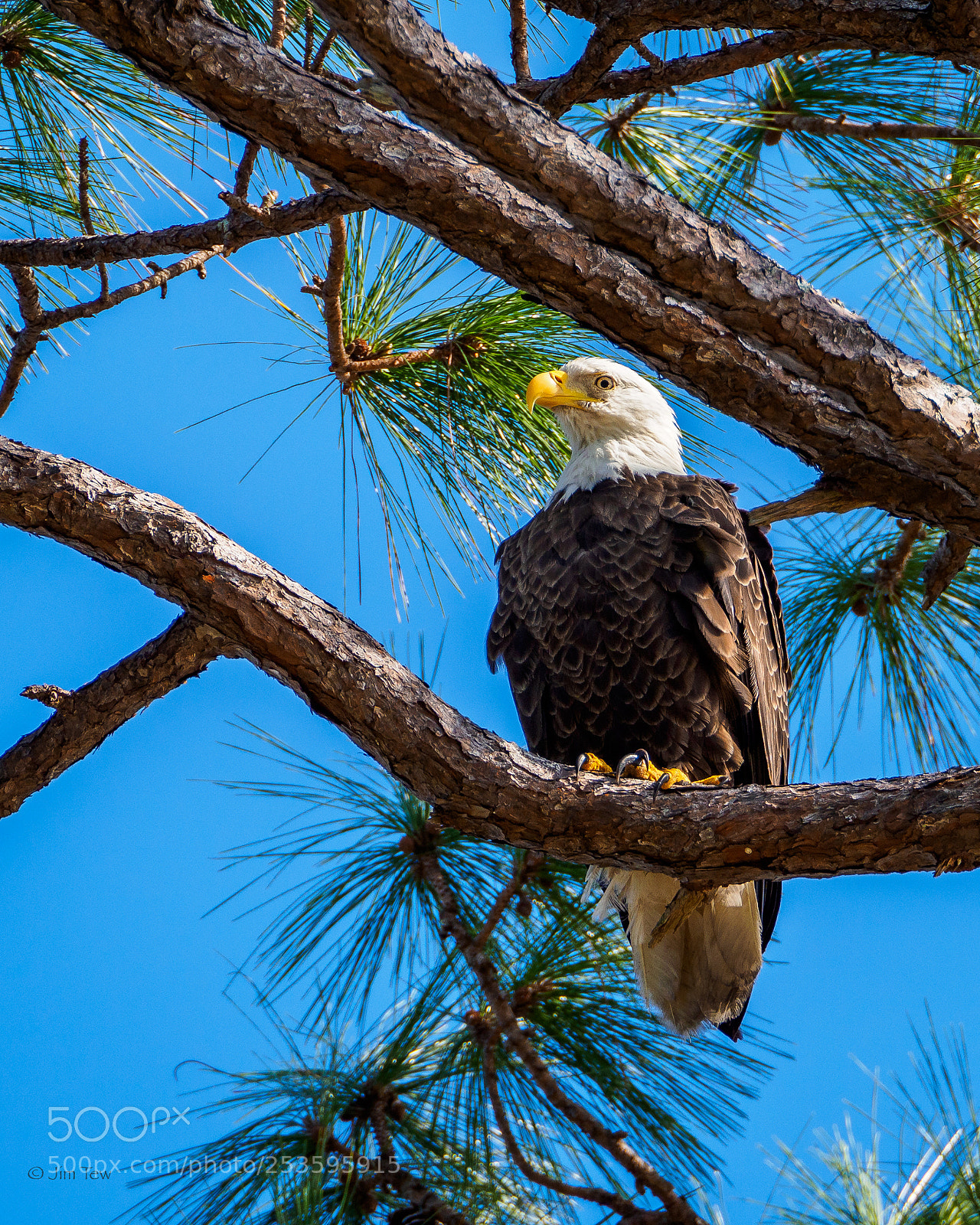 Olympus PEN-F sample photo. North american bald eagle photography