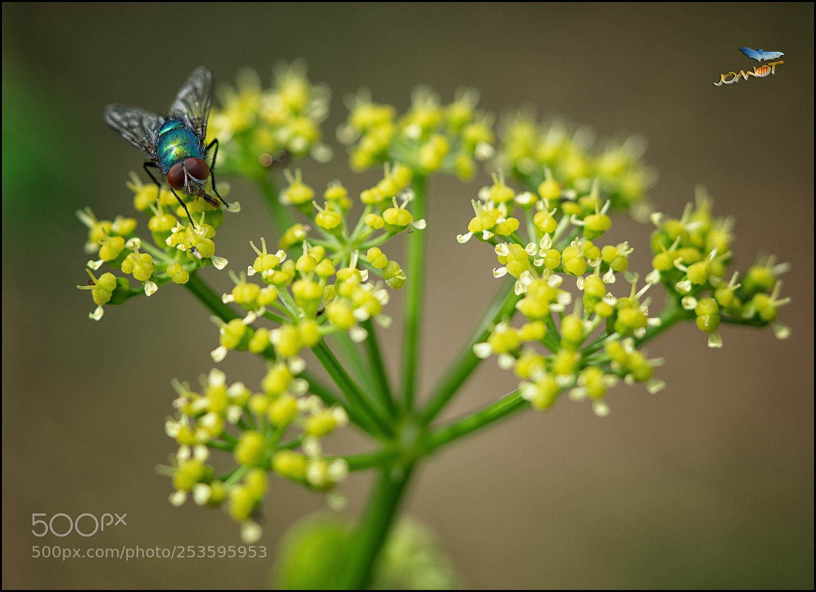Sony a7R II sample photo. 1696 - la mosca photography