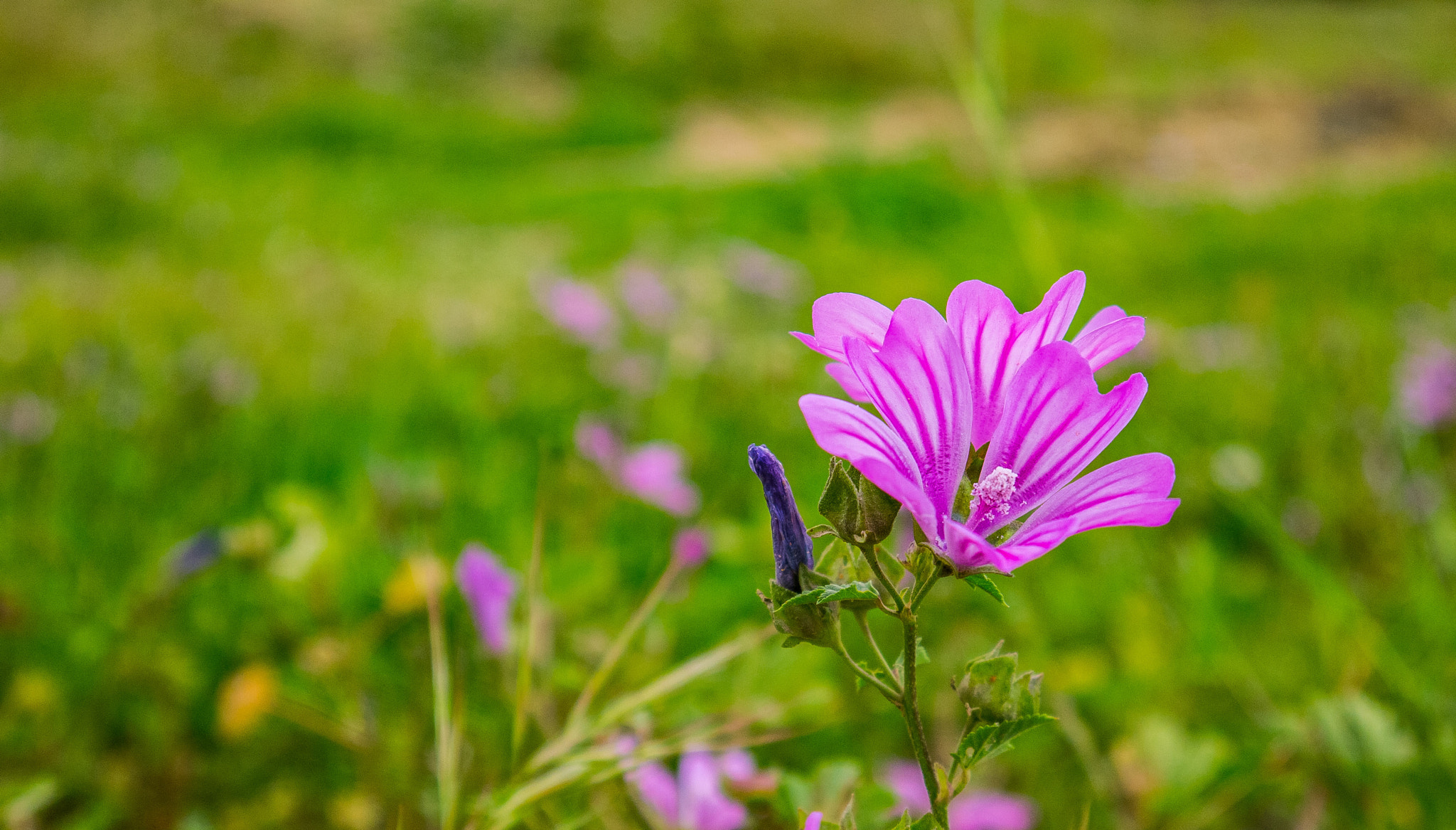 Panasonic Lumix DMC-GF3 sample photo. Happy flower photography