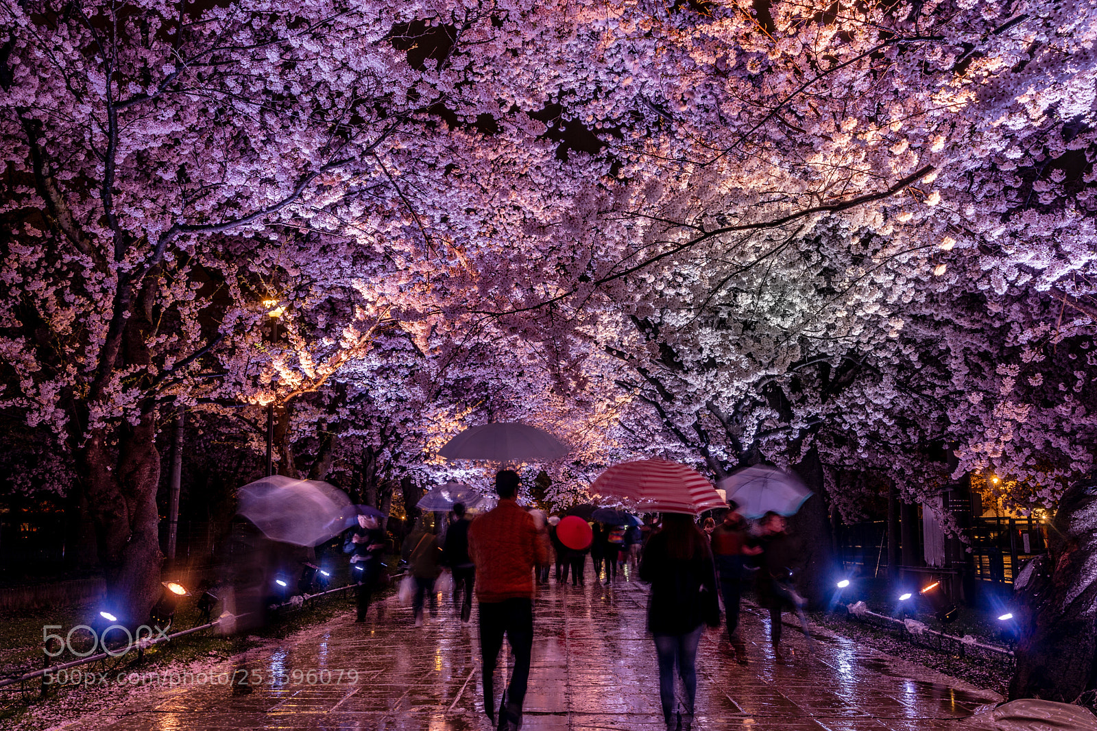 Sony a7 III sample photo. Takada sakura photography
