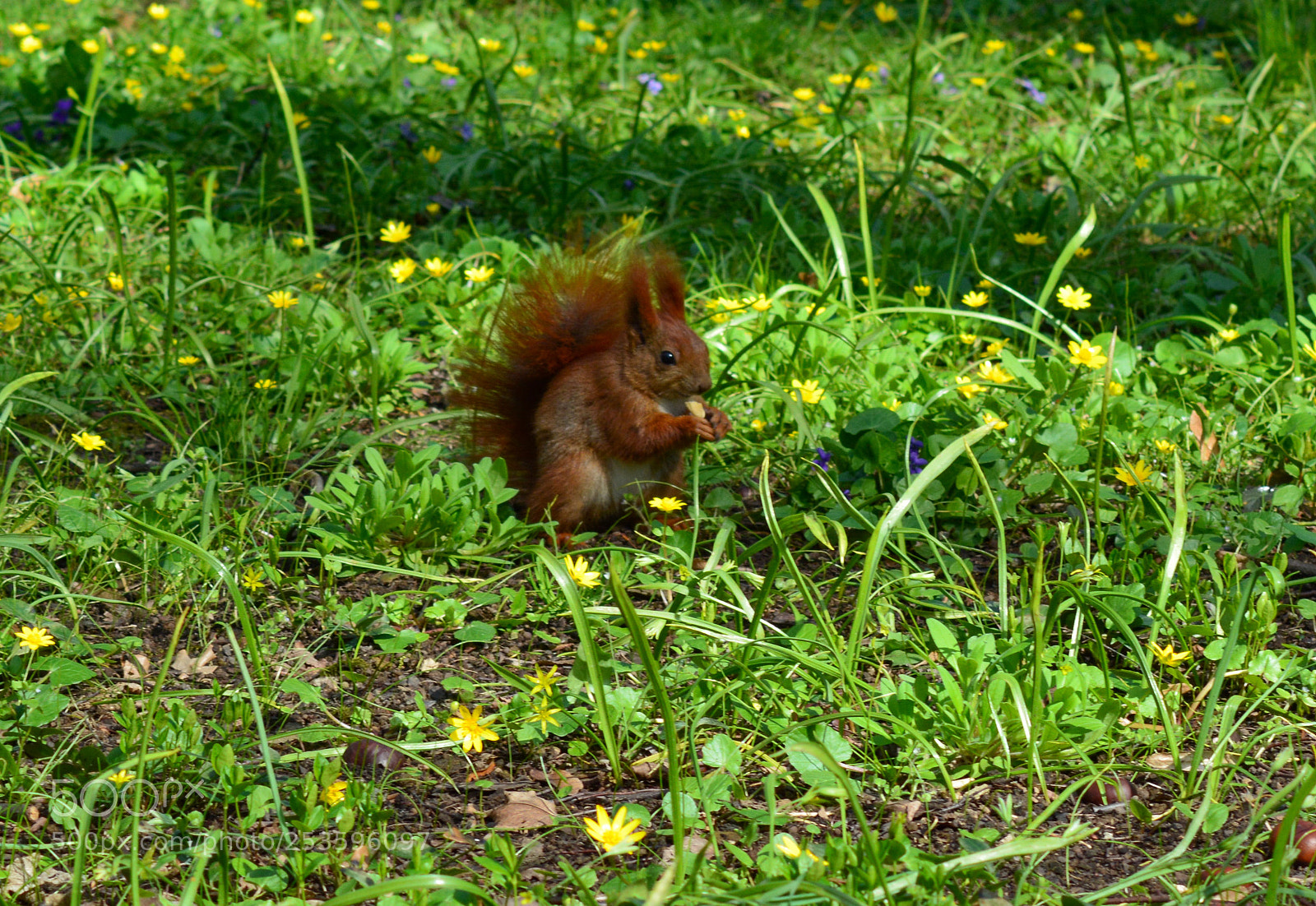 Nikon D5200 sample photo. Spring photography