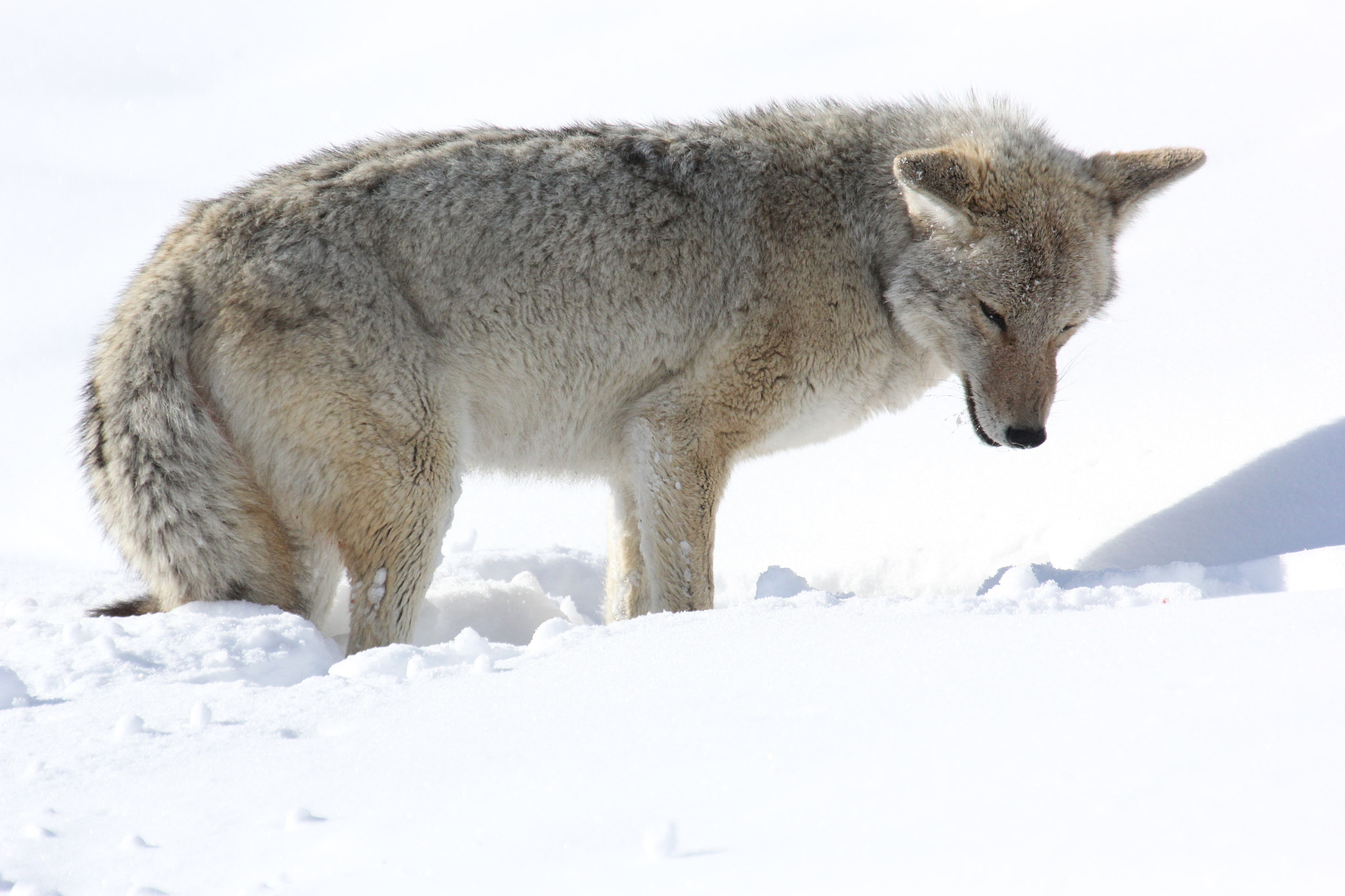 Canon EOS 60D + Canon EF 300mm F2.8L IS II USM sample photo. Coyote photography