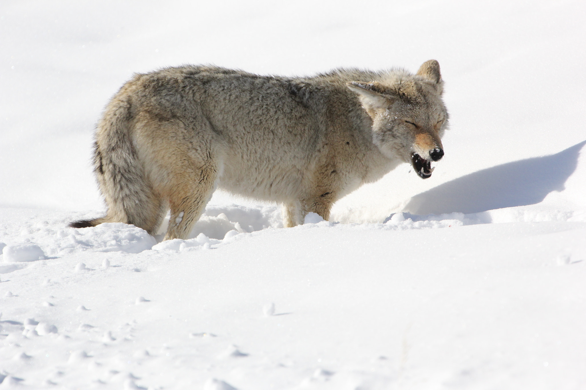 Canon EOS 60D + Canon EF 300mm F2.8L IS II USM sample photo. Coyote photography