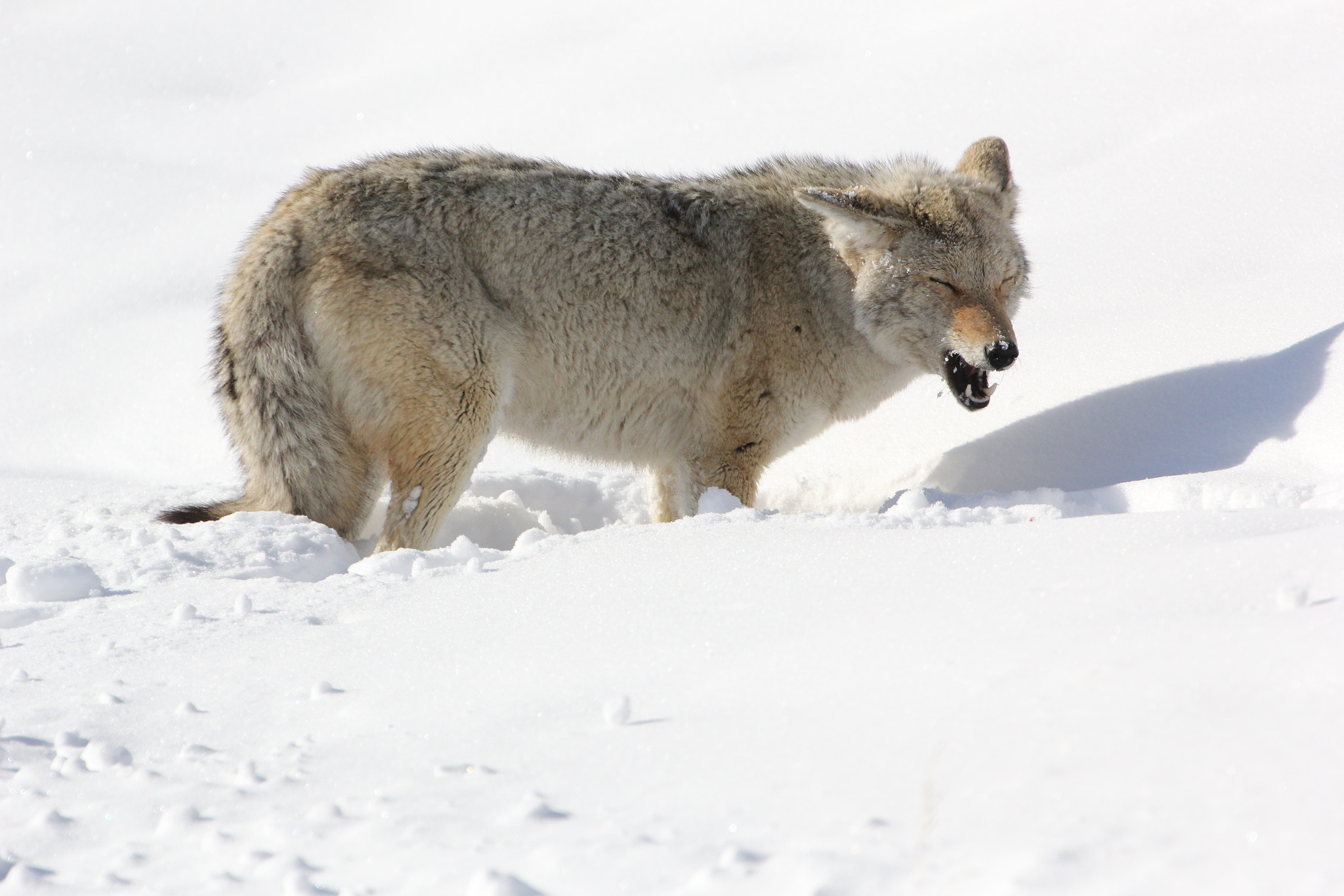 Canon EF 300mm F2.8L IS II USM sample photo. Coyote photography