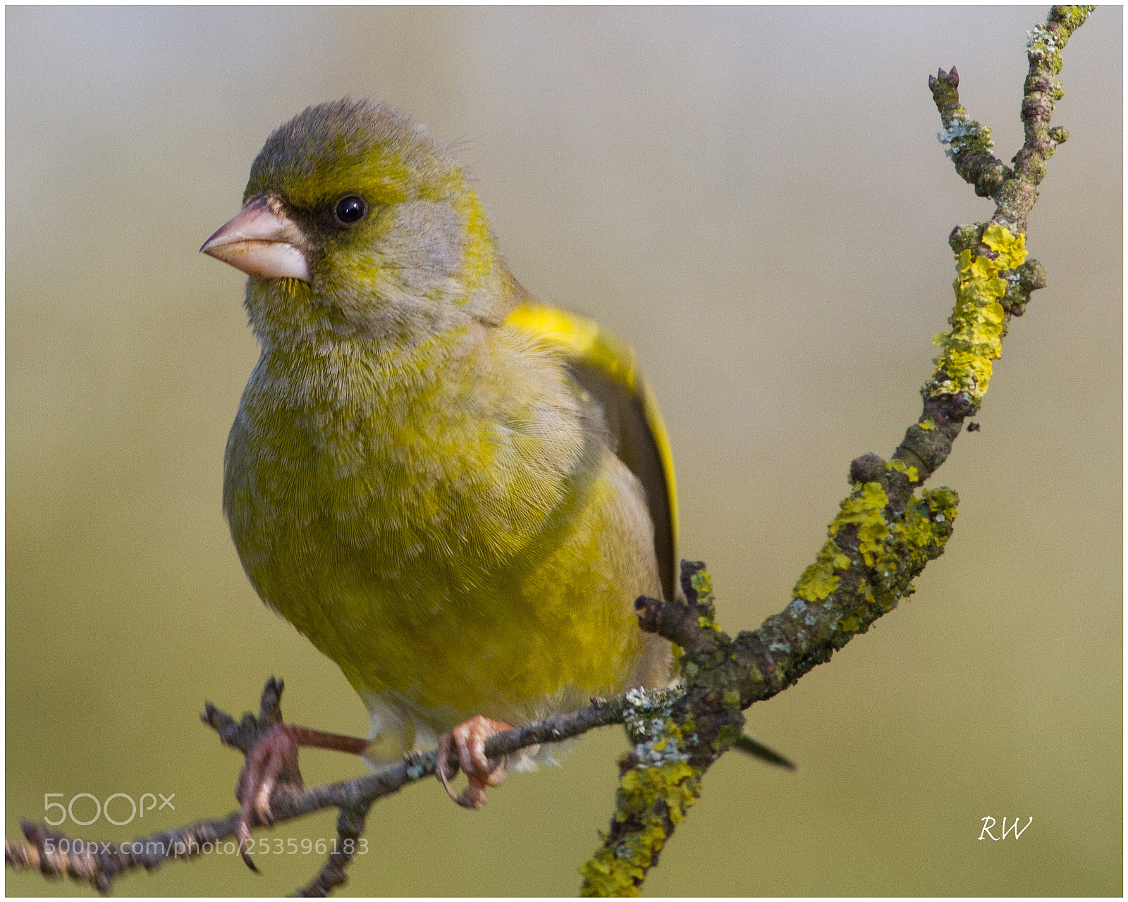 Canon EOS 7D sample photo. Male greenfinch photography