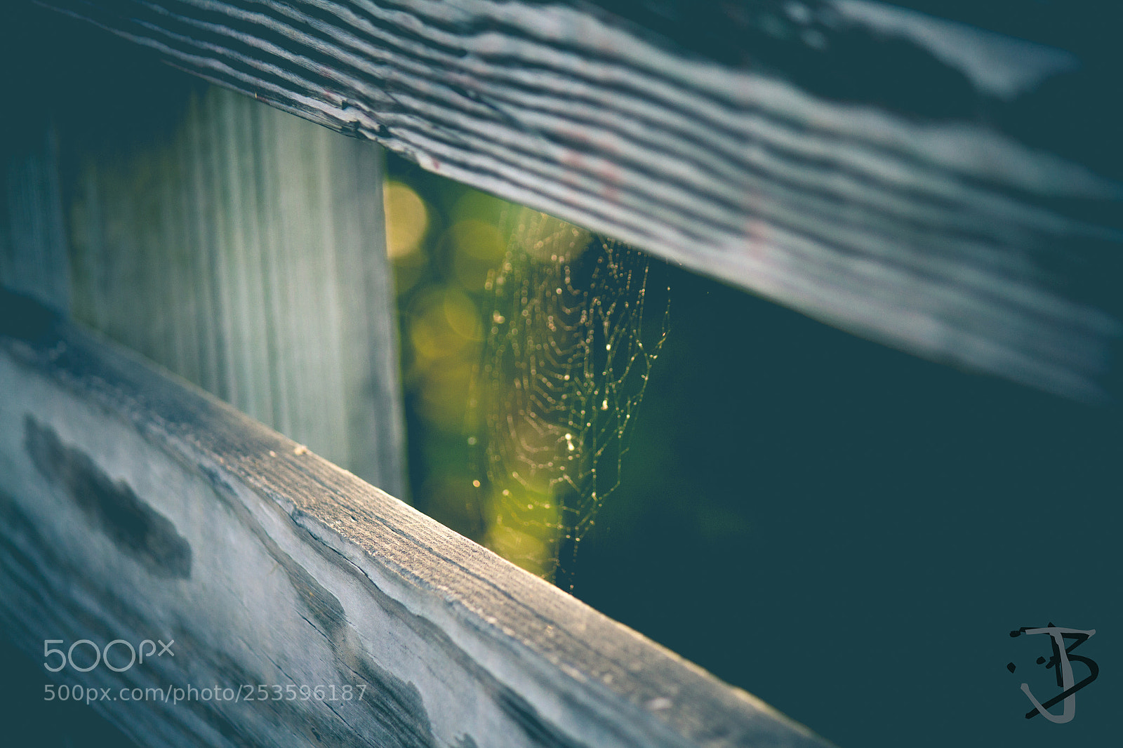 Canon EOS 1200D (EOS Rebel T5 / EOS Kiss X70 / EOS Hi) sample photo. Spider web photography