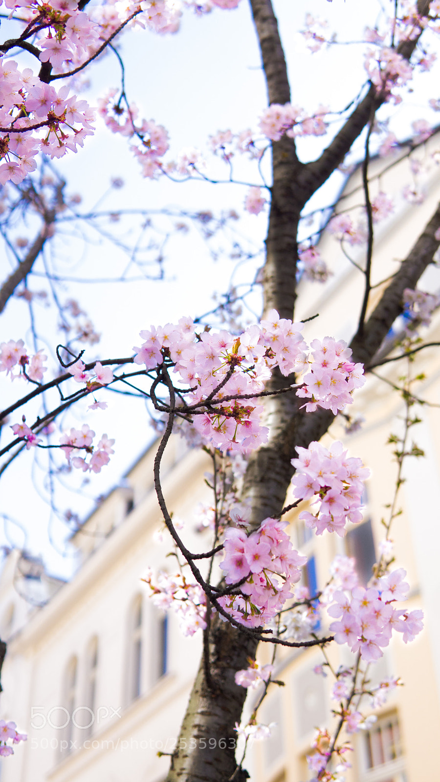Sony a6000 sample photo. Sakura photography