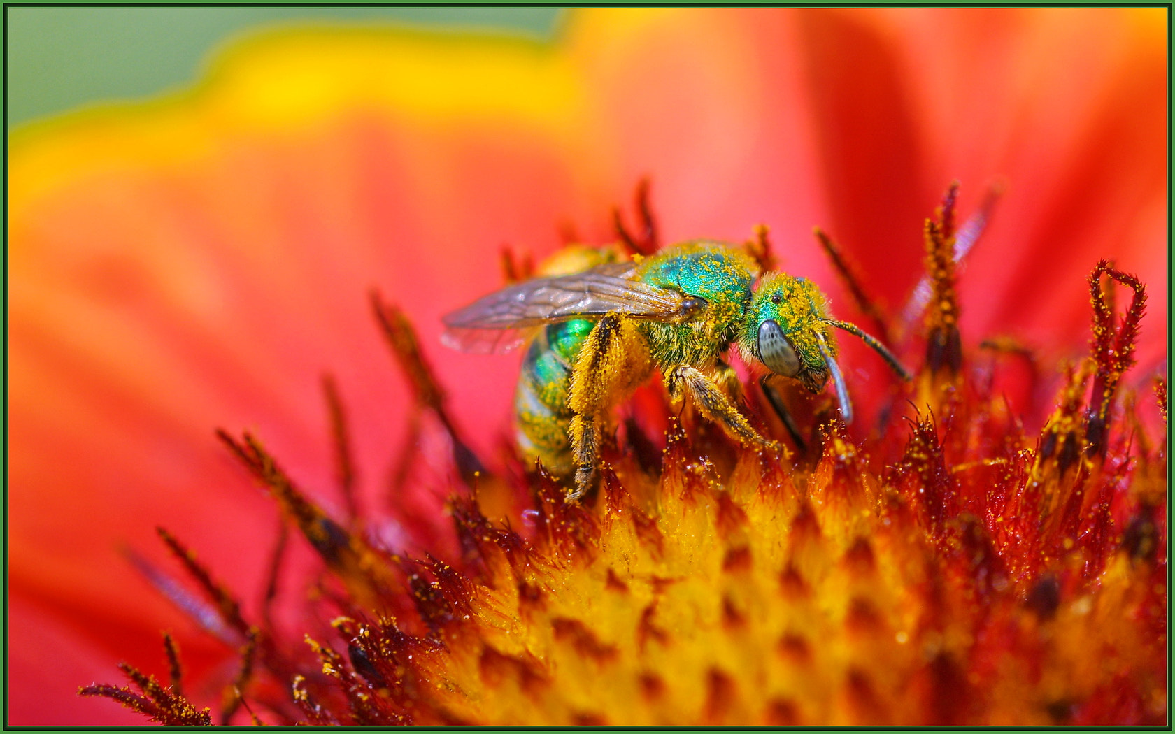 Sigma 105mm F2.8 EX DG OS HSM sample photo. Agapostemon gathering goodies photography