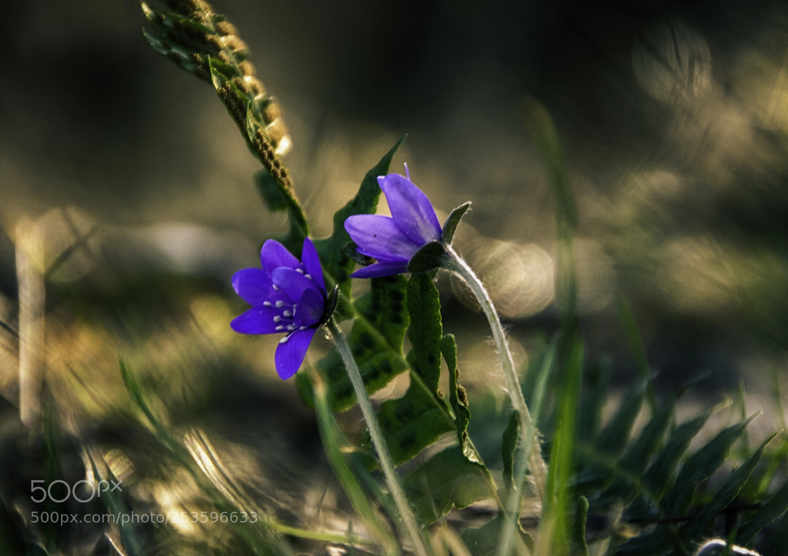 Canon EOS 7D sample photo. Blooming photography