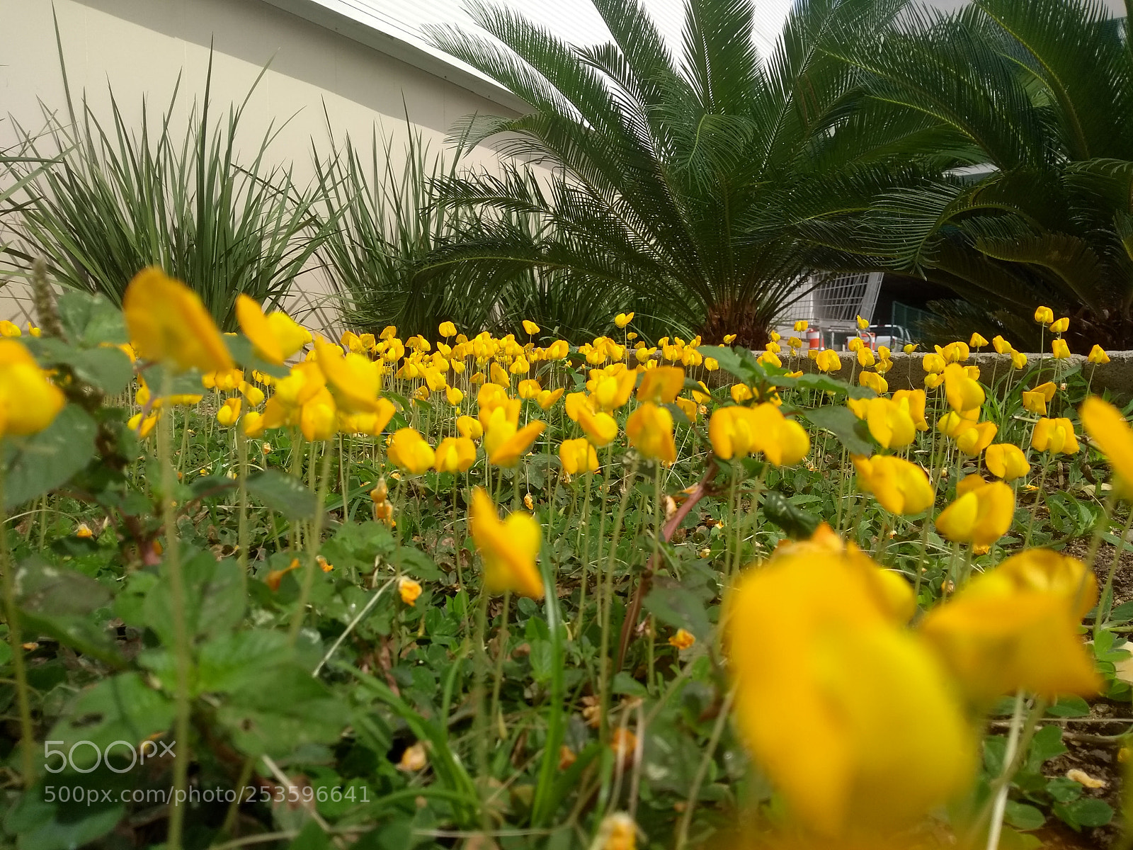 Motorola Moto G (5th Gen) sample photo. Look me flowers photography