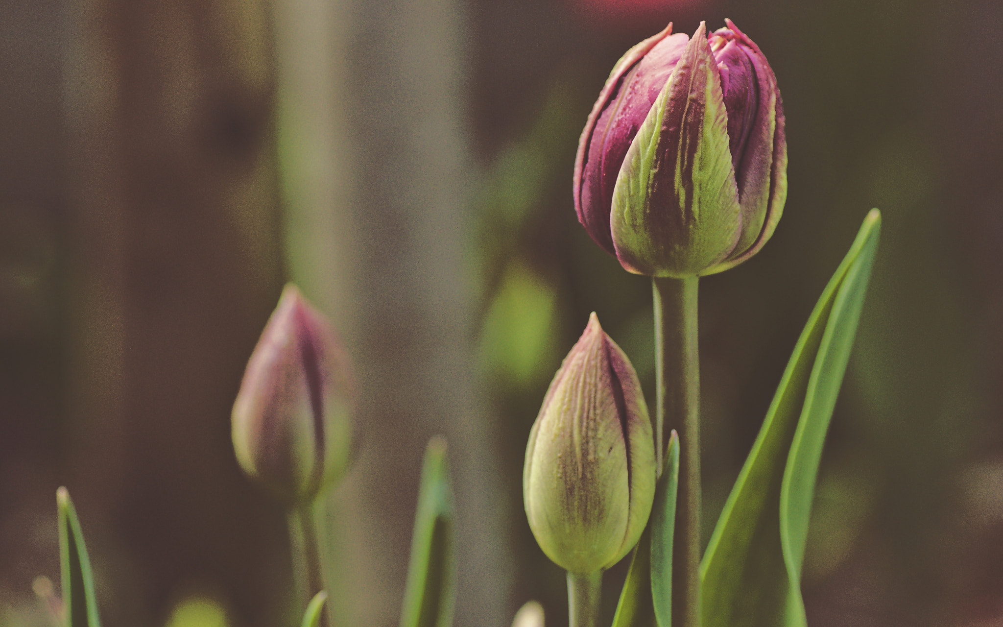 Sony SLT-A65 (SLT-A65V) + Tamron SP AF 90mm F2.8 Di Macro sample photo. More spring #2/8 photography