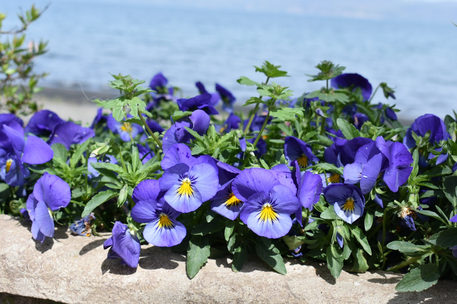 Nikon D3400 sample photo. The violet lake ☺️ photography