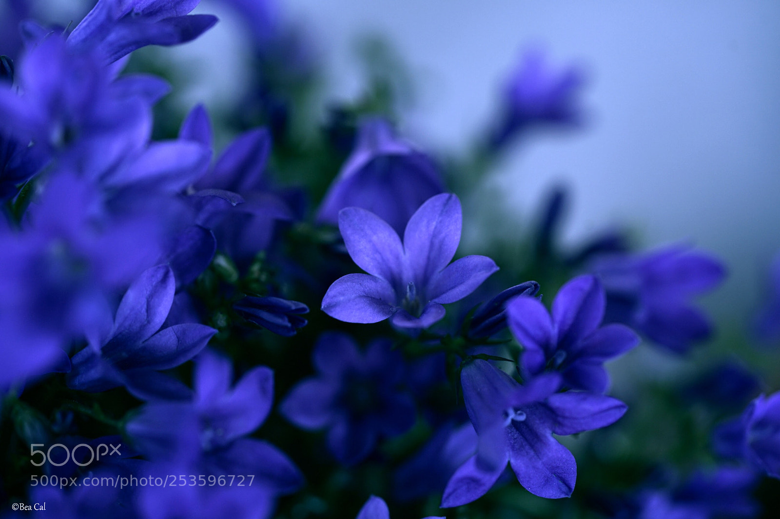 Sony a7 II sample photo. Spring colors   photography