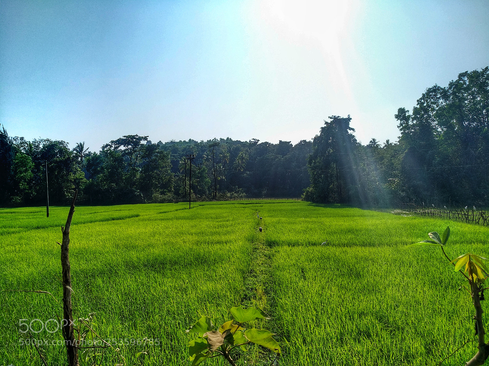 Xiaomi MI MAX 2 sample photo. Untitled photography