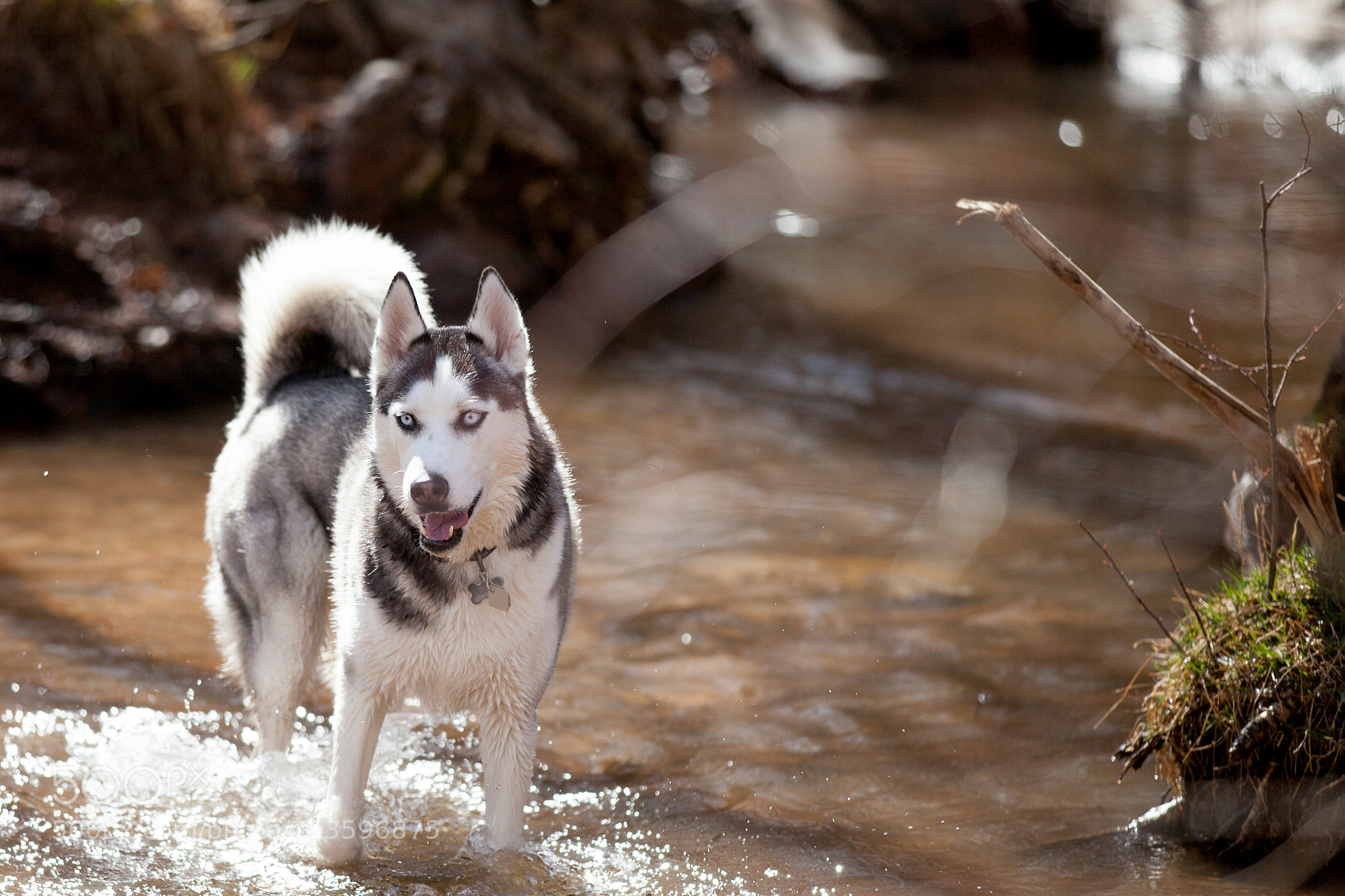 Canon EOS 5D Mark II sample photo. Happy doggo photography