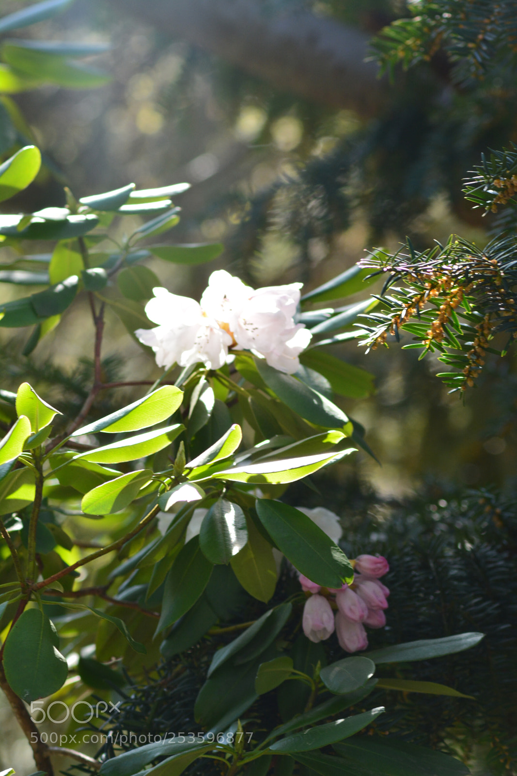 Nikon D5200 sample photo. Megic photography