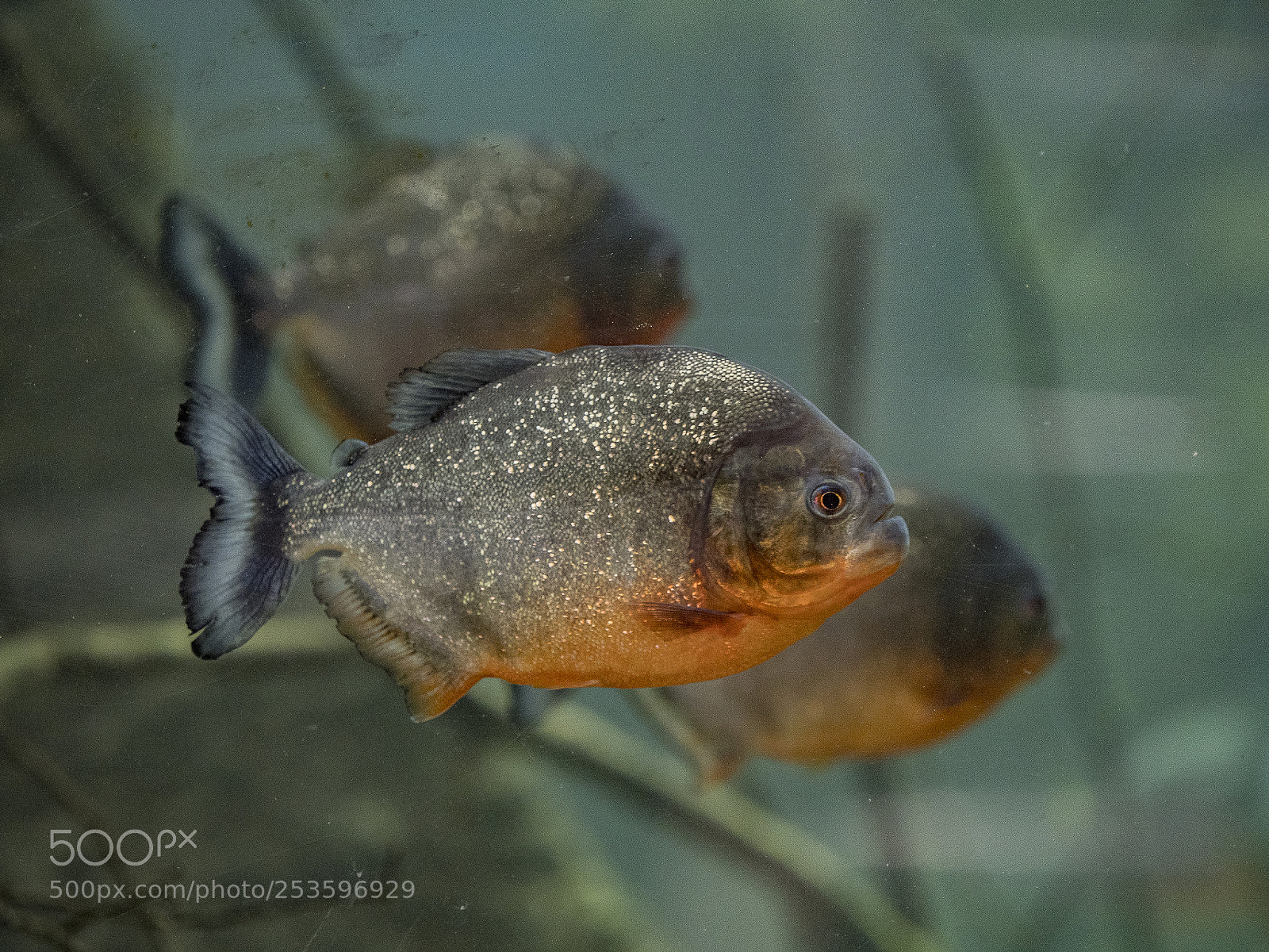 Olympus OM-D E-M1 Mark II sample photo. Red-bellied piranha photography