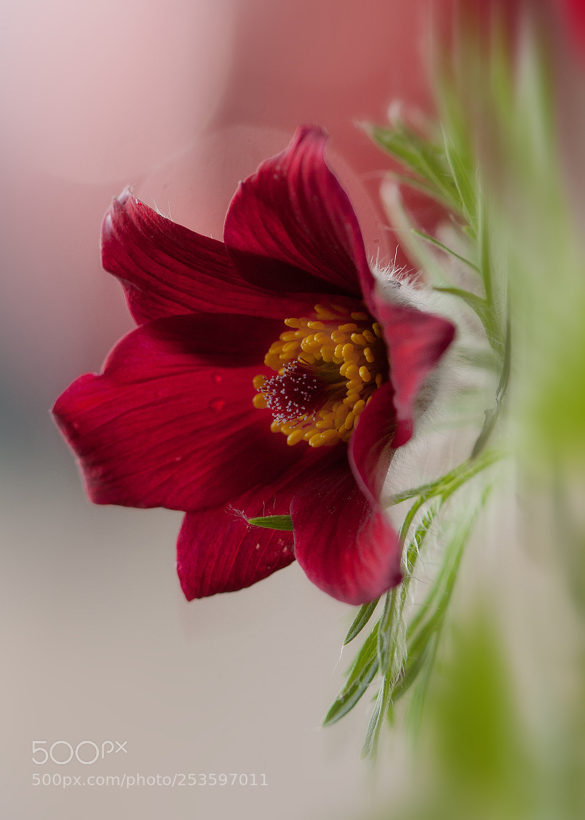 Canon EOS 50D sample photo. Sunny afternnoon photography