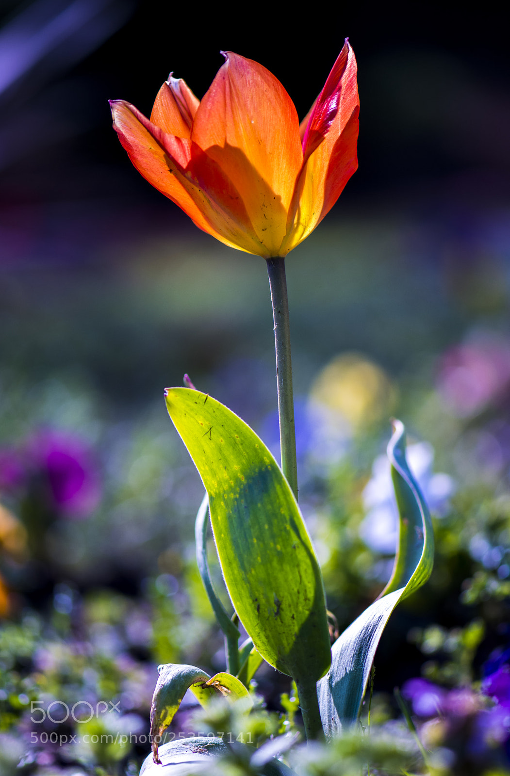 Nikon D850 sample photo. Nice dark orange plant photography