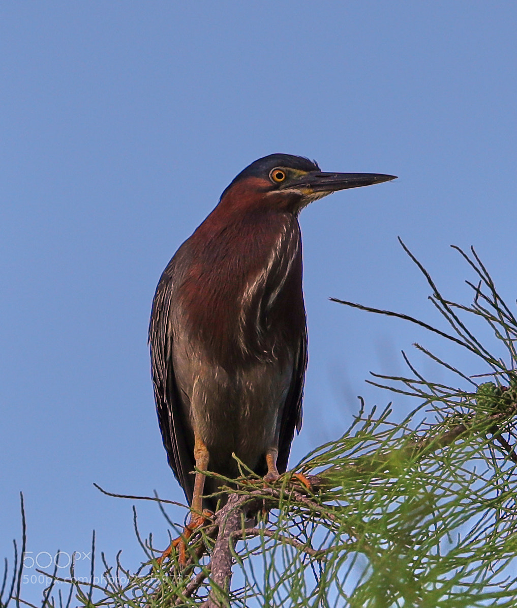 Canon EOS-1D X Mark II sample photo. 04-14-18-0012639.jpg photography