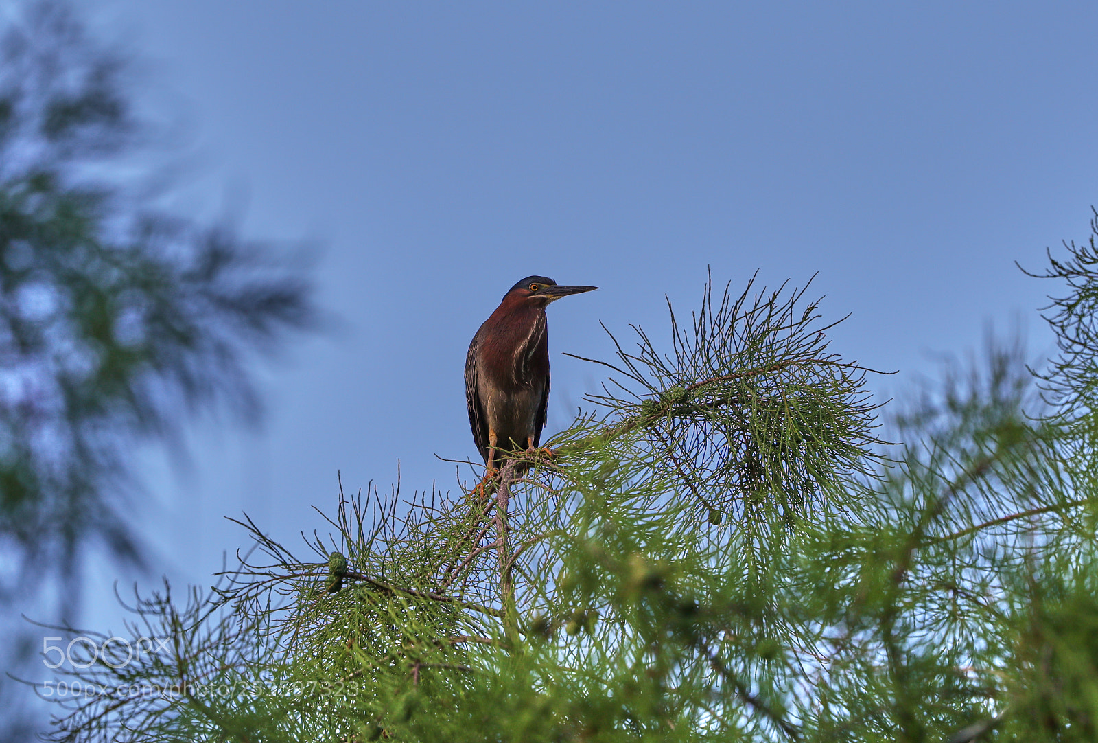 Canon EOS-1D X Mark II sample photo. 04-14-18-0012638.jpg photography