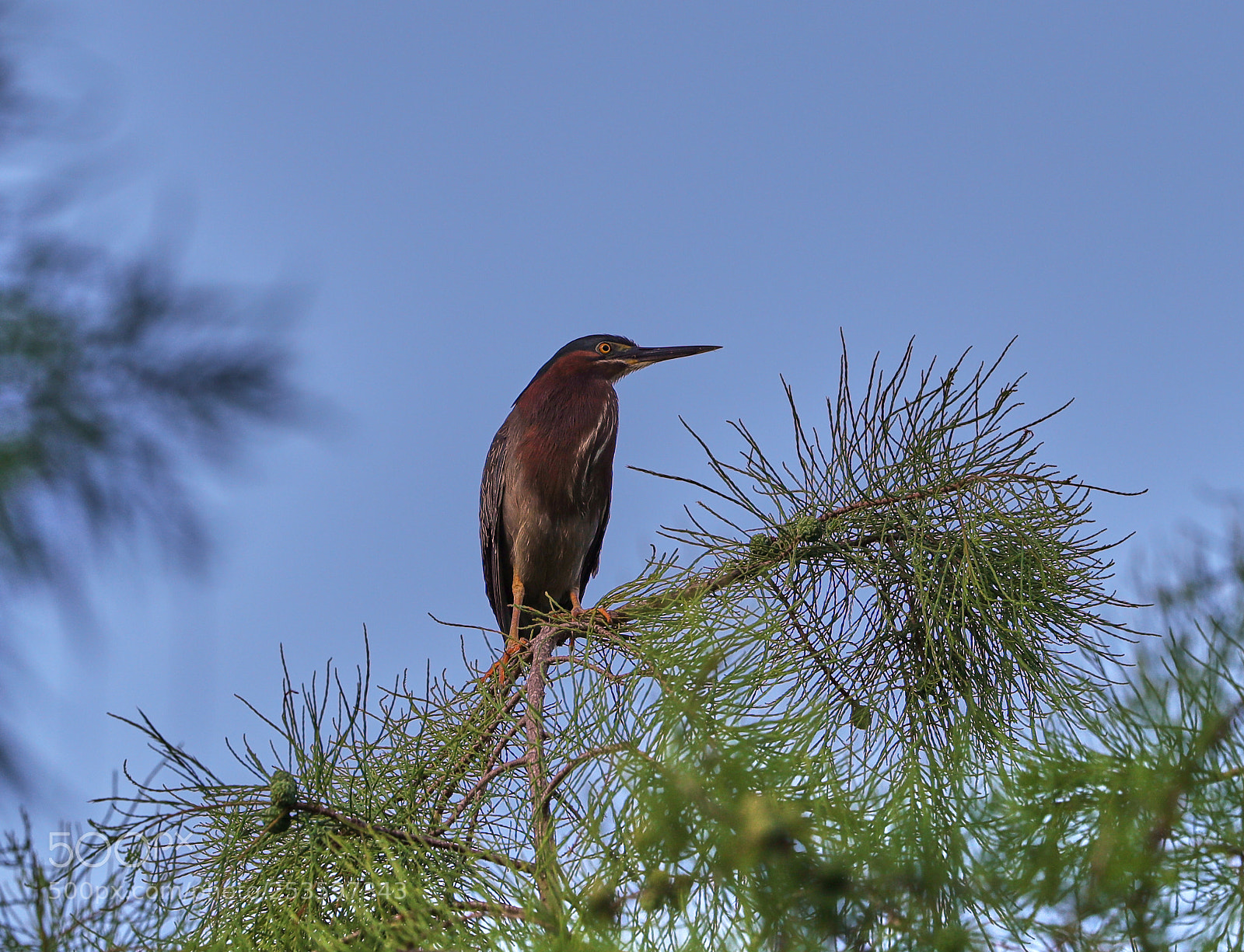 Canon EOS-1D X Mark II sample photo. 04-14-18-0012637.jpg photography