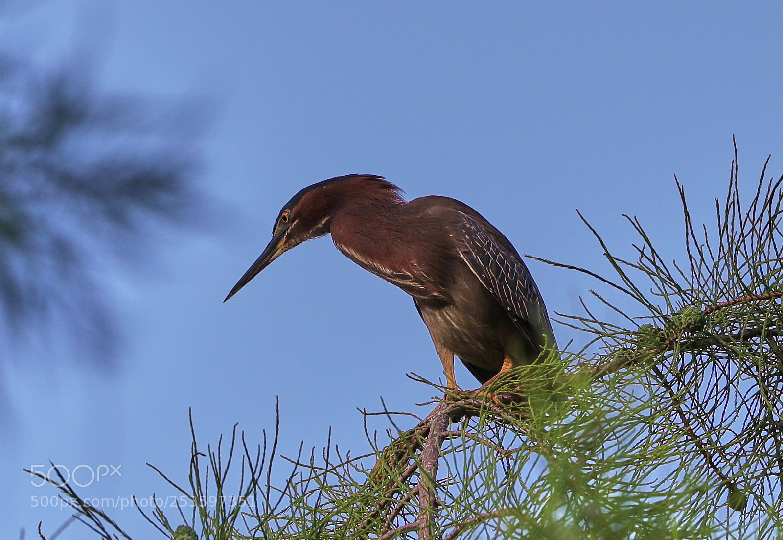 Canon EOS-1D X Mark II sample photo. 04-14-18-0012635.jpg photography