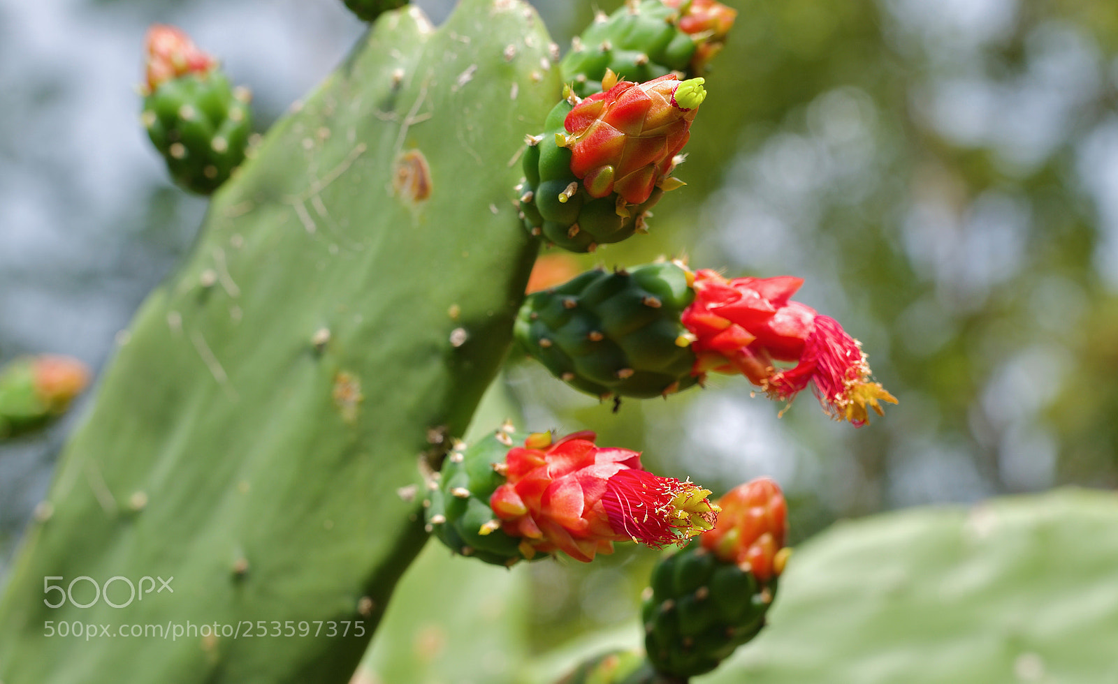 Nikon D600 sample photo. Nopales photography