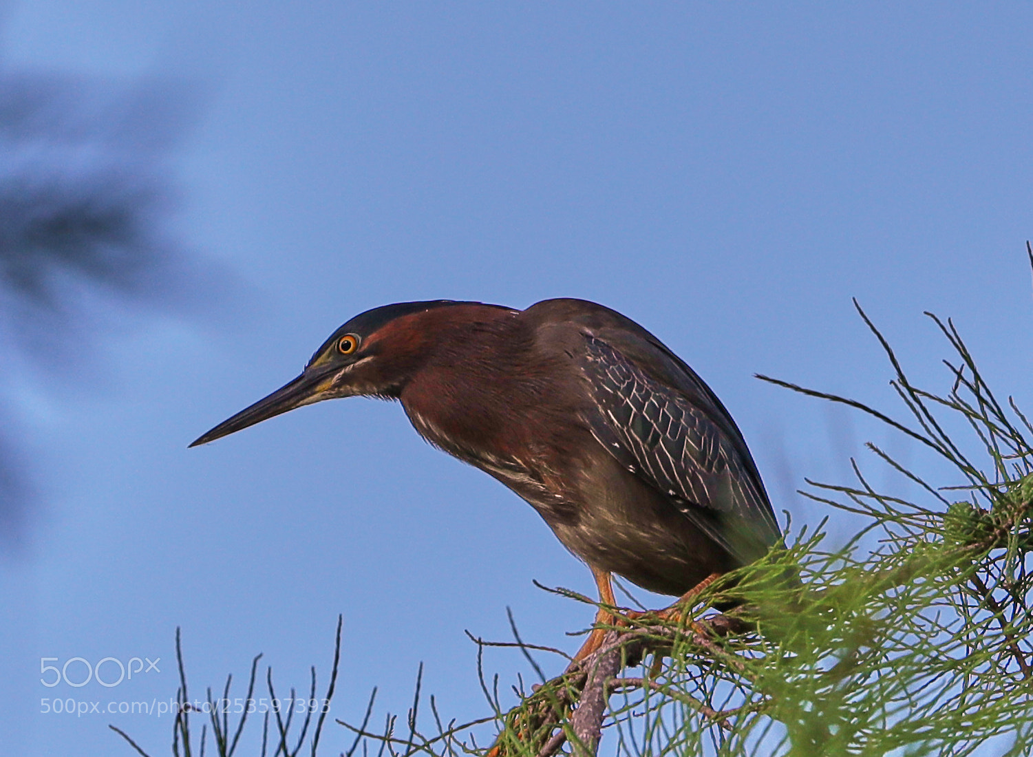 Canon EOS-1D X Mark II sample photo. 04-14-18-0012634.jpg photography