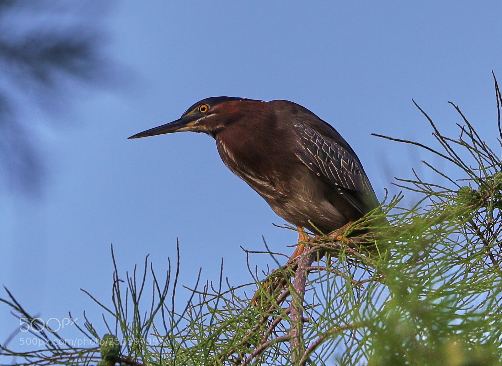 Canon EOS-1D X Mark II sample photo. 04-14-18-0012633.jpg photography