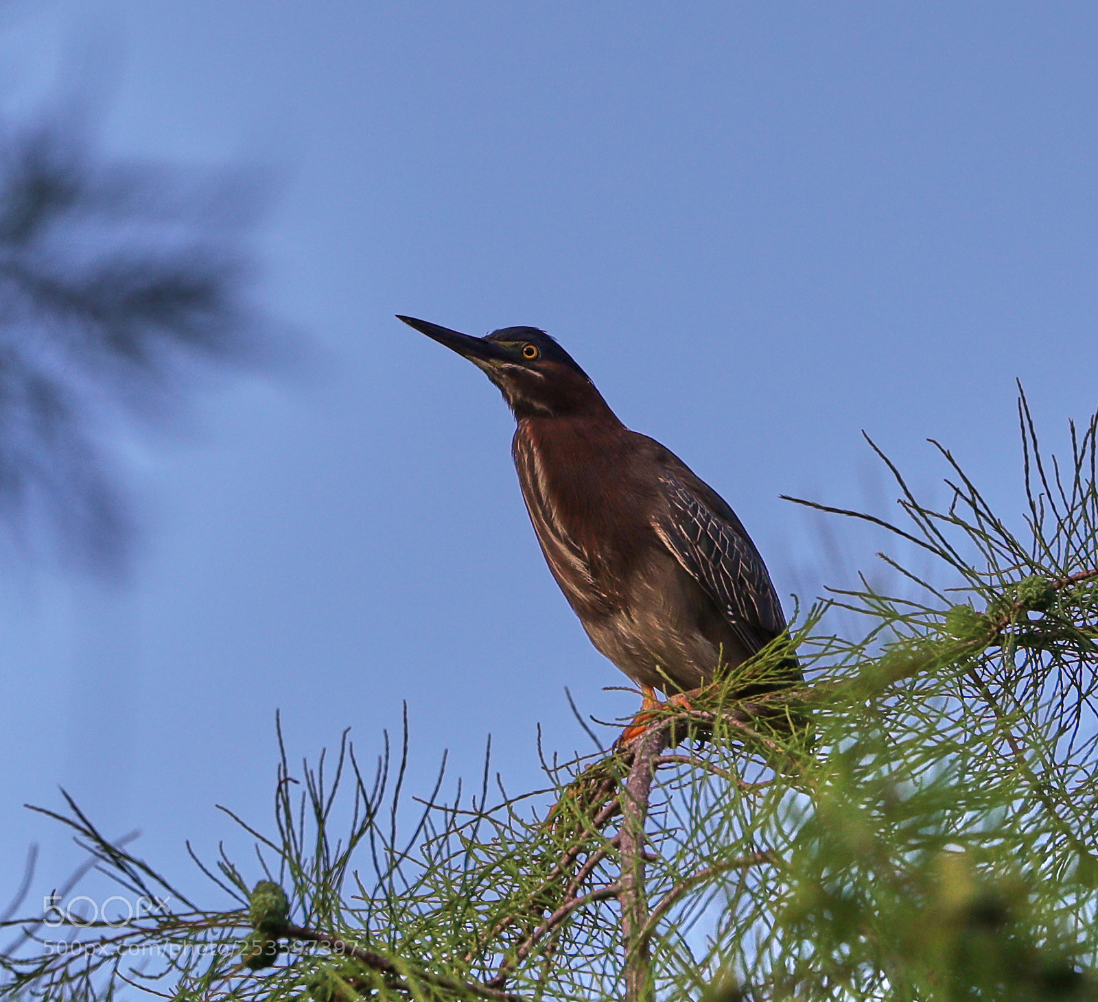 Canon EOS-1D X Mark II sample photo. 04-14-18-0012632.jpg photography