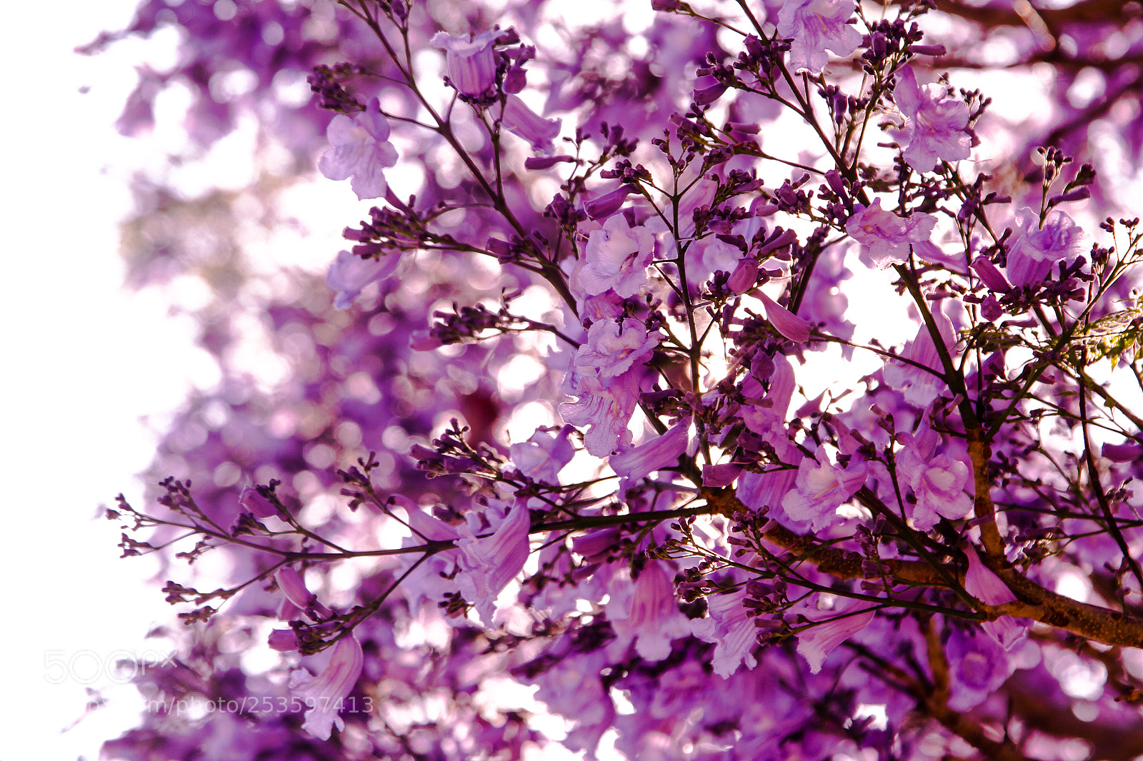 Canon EOS 7D sample photo. Jacaranda photography