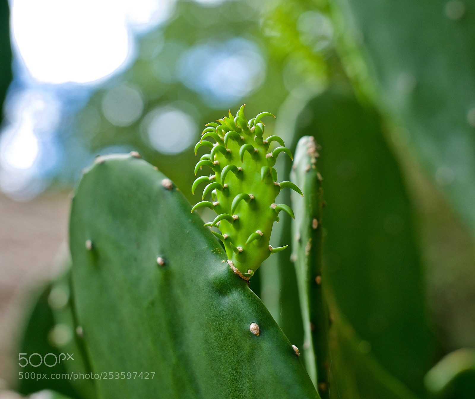 Nikon D600 sample photo. Nopales photography