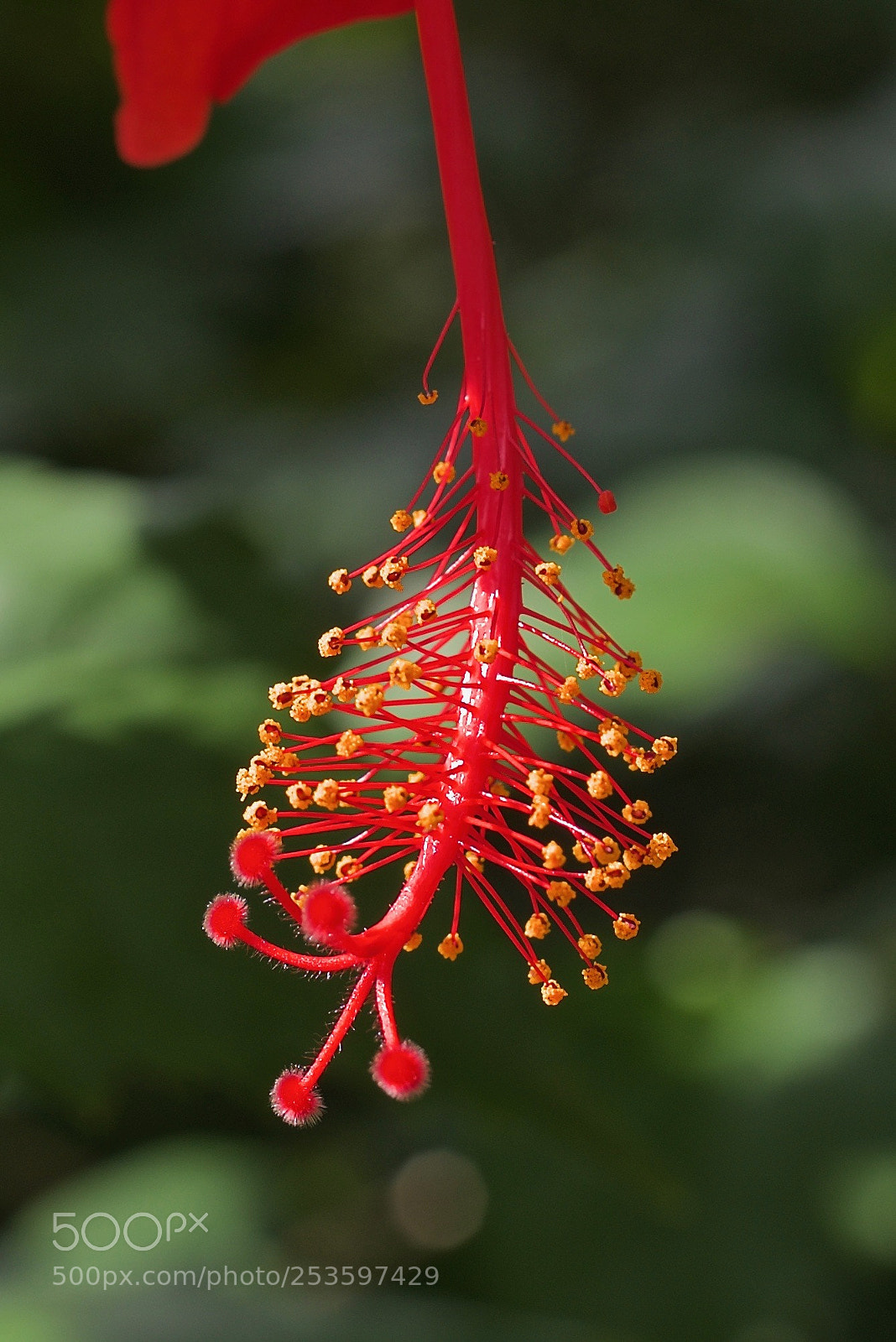 Nikon D600 sample photo. Nopales photography