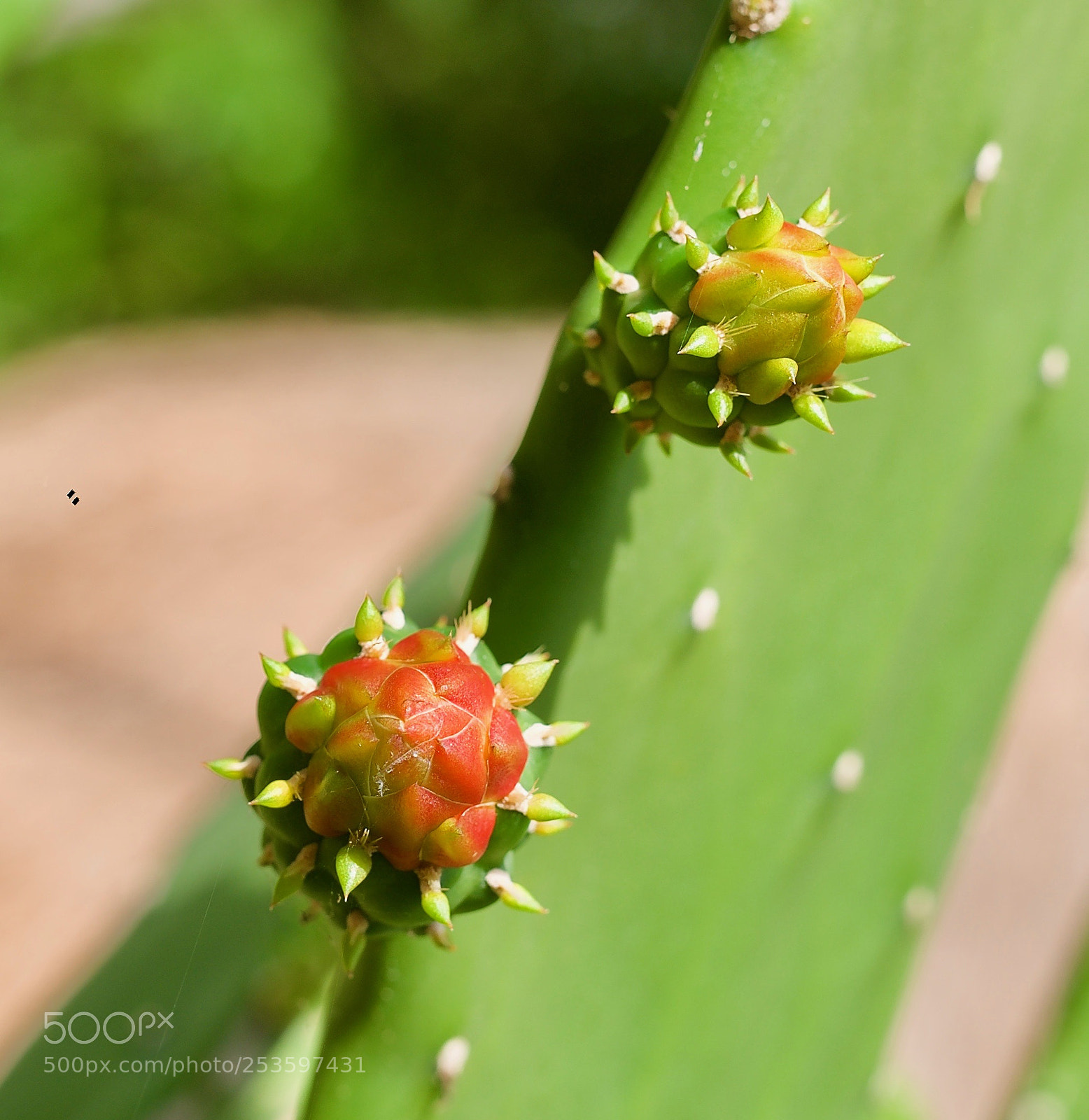 Nikon D600 sample photo. Nopales photography