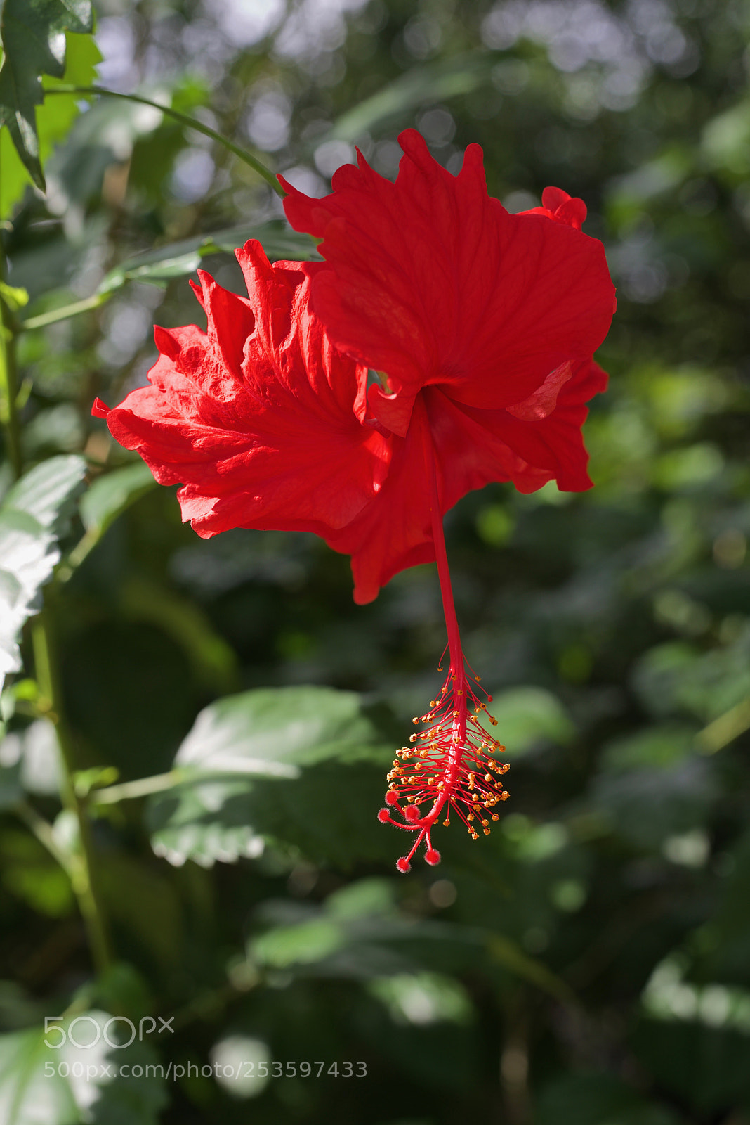 Nikon D600 sample photo. Nopales photography