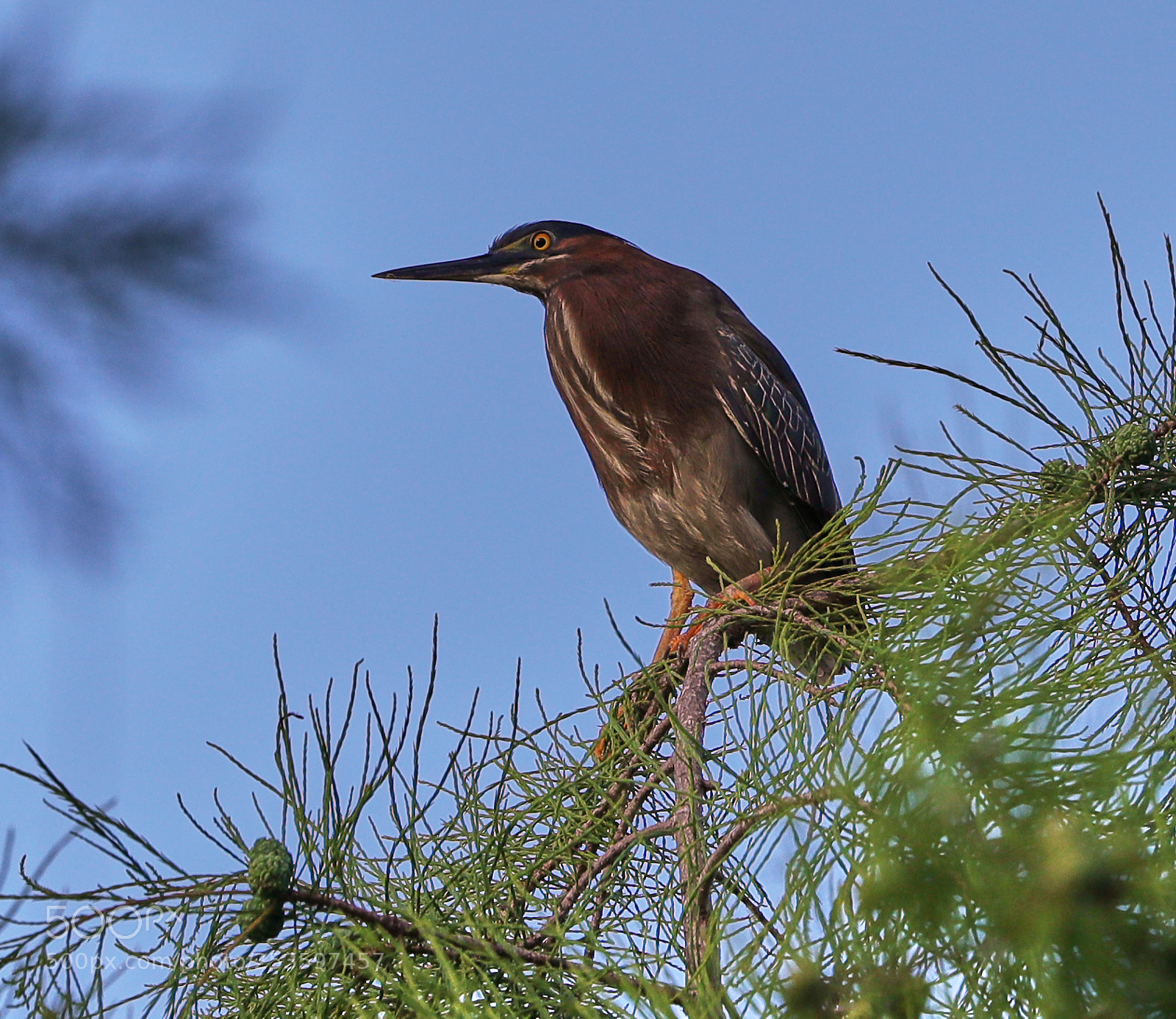 Canon EOS-1D X Mark II sample photo. 04-14-18-0012631.jpg photography