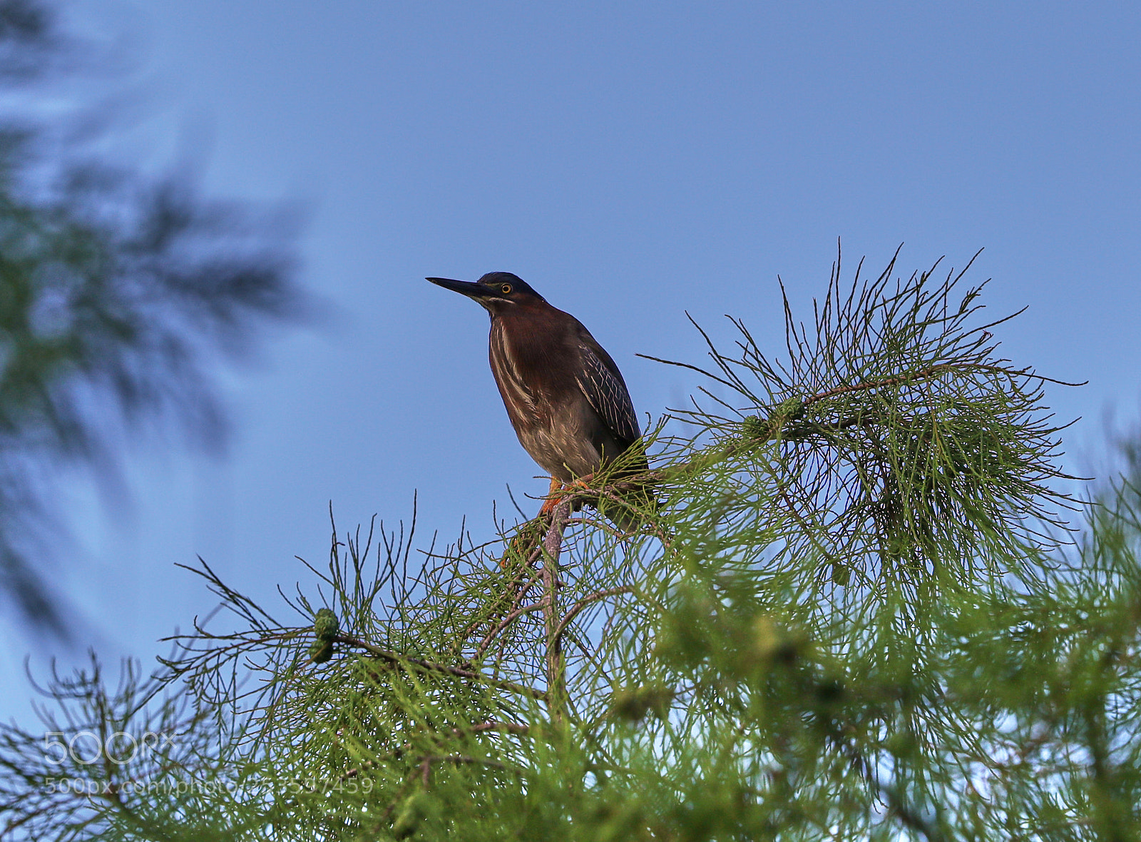 Canon EOS-1D X Mark II sample photo. 04-14-18-0012630.jpg photography
